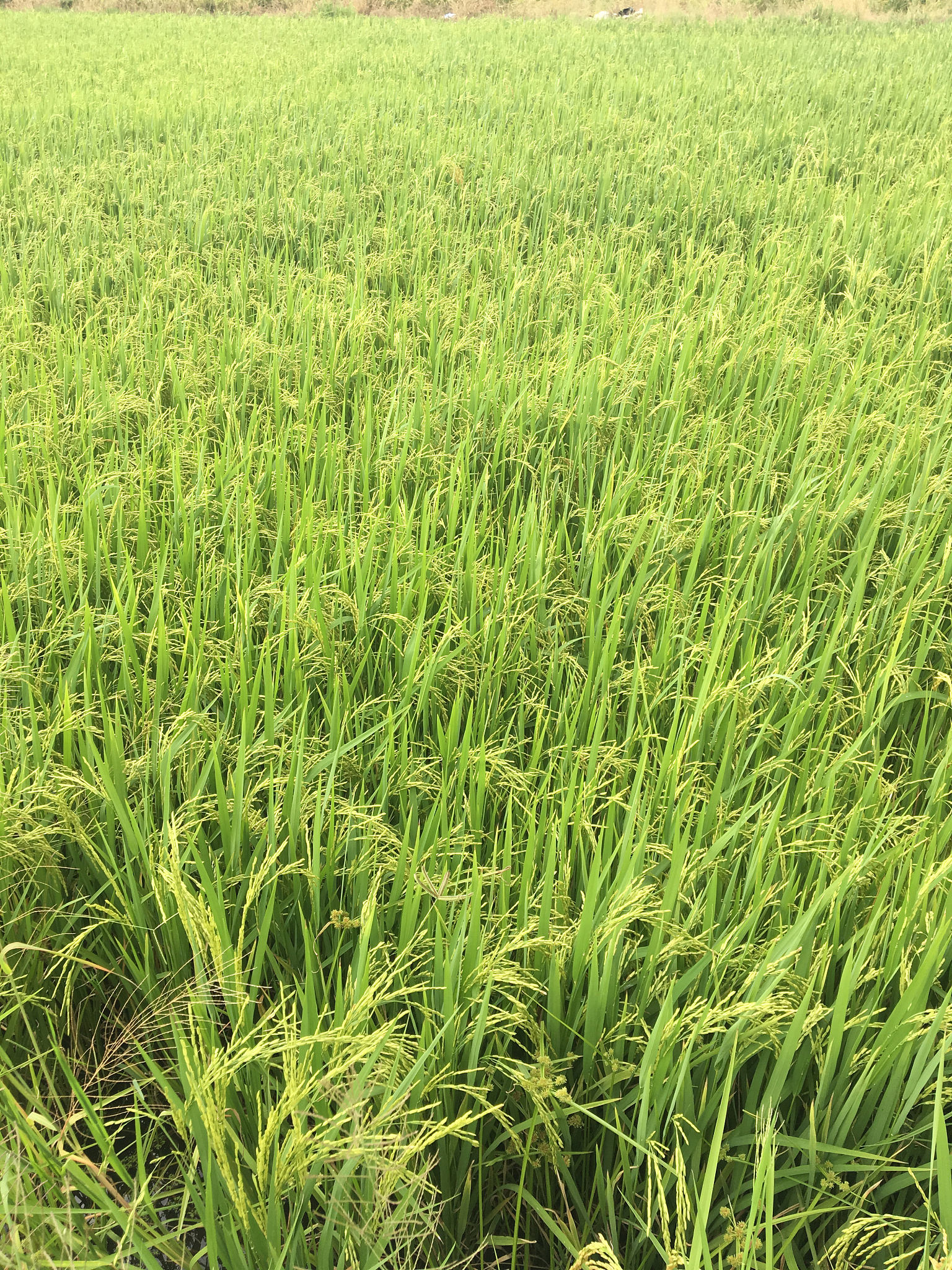 小麦赤霉病防治研究进展：从种植技术到智能识别