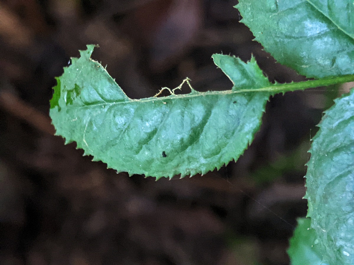 番茄虫害识别指南：常见虫害症状与防治方法