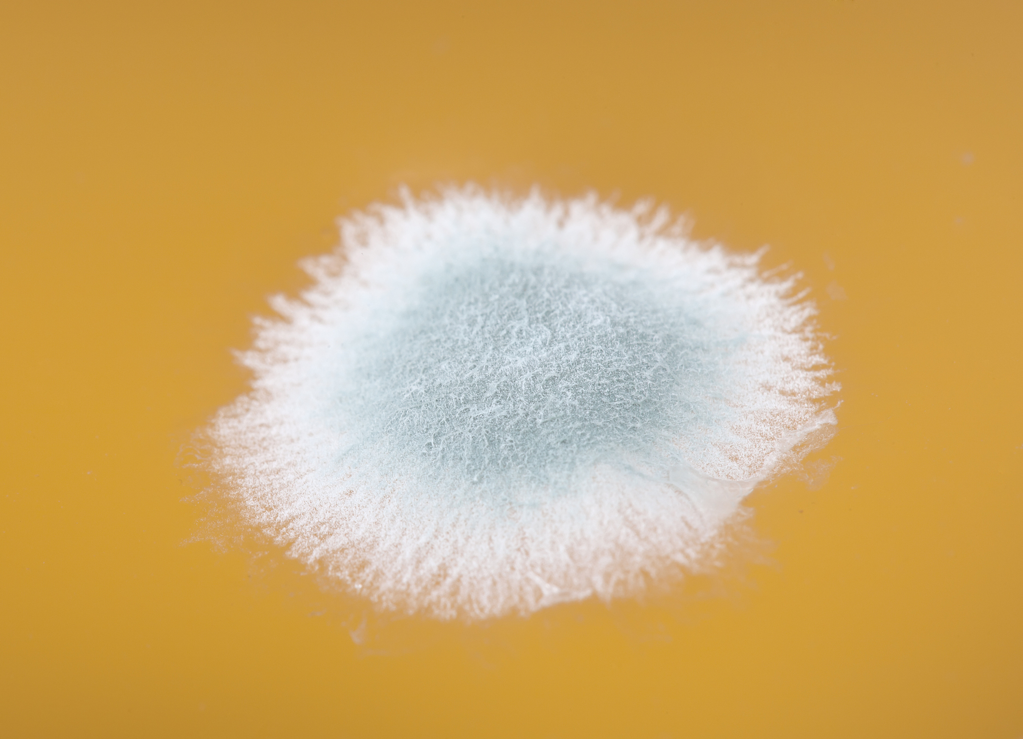 mold in orange juice macro image