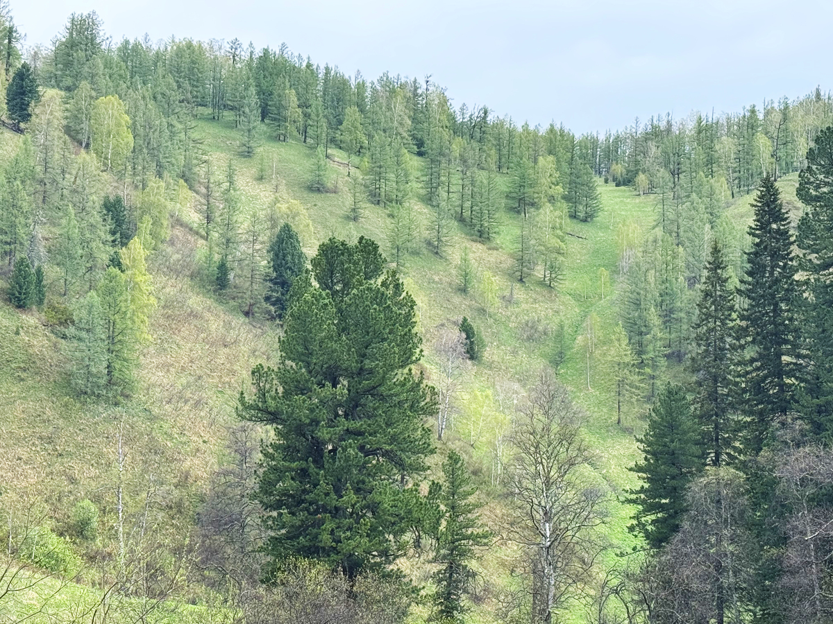 2023年报读林业技术专业就业前景好不好？