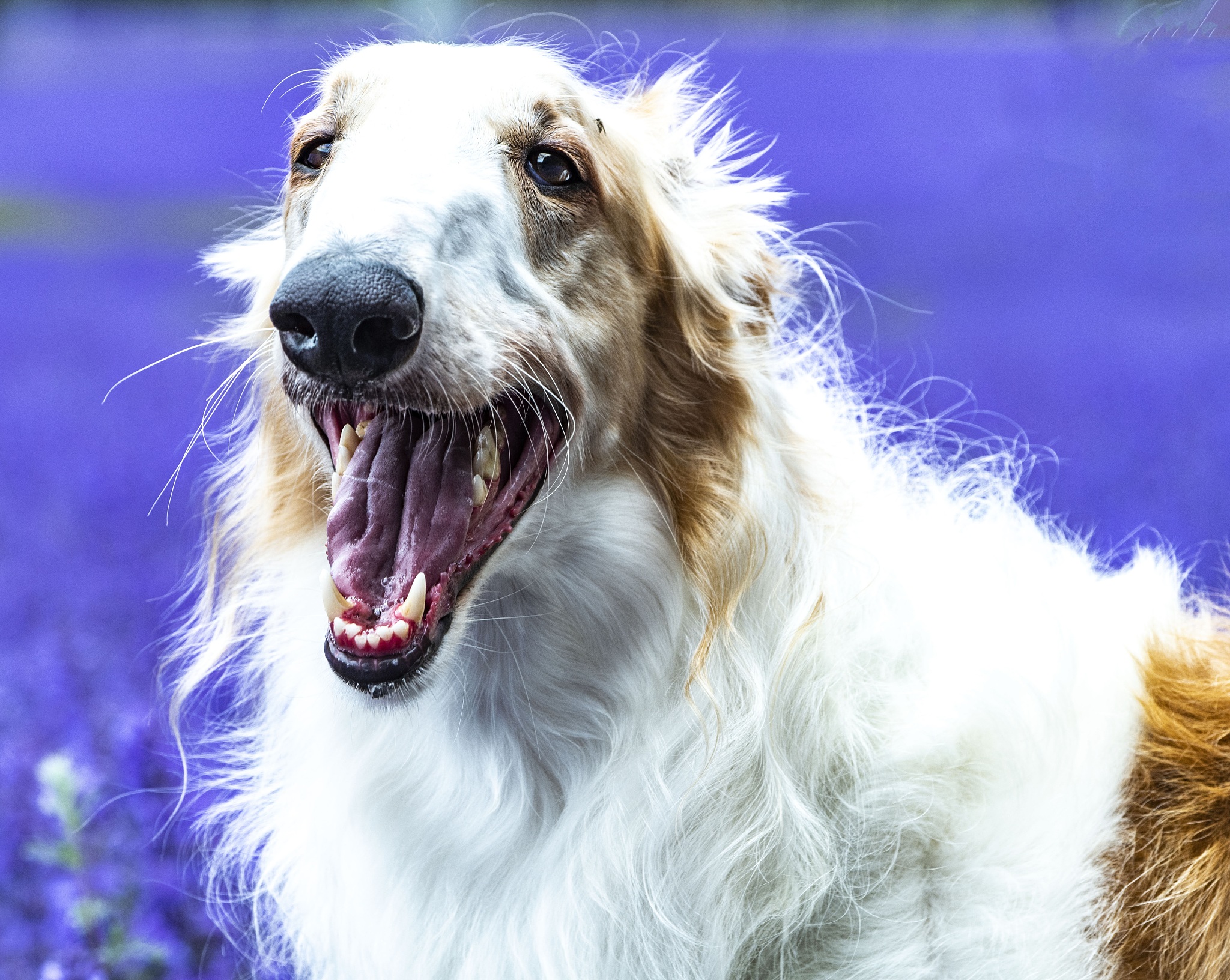 西北农林科技大学动物科学专业就业方向分析 - 未来趋势与职业规划