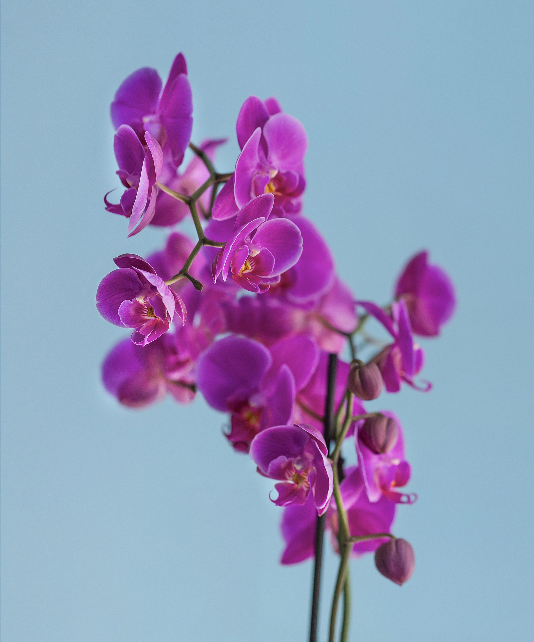 蝴蝶兰：神秘的紫色花朵，象征爱情与幸福