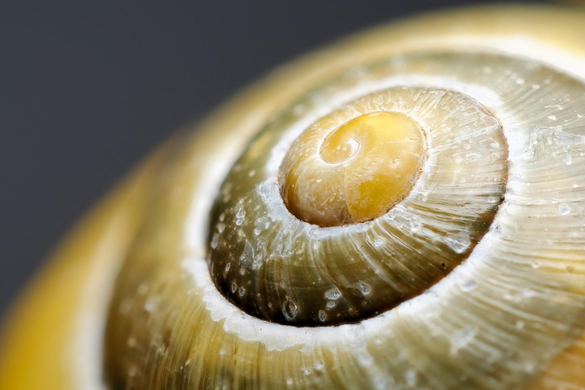 蜗牛的感官：触觉、嗅觉、听觉、视觉和对光的反应