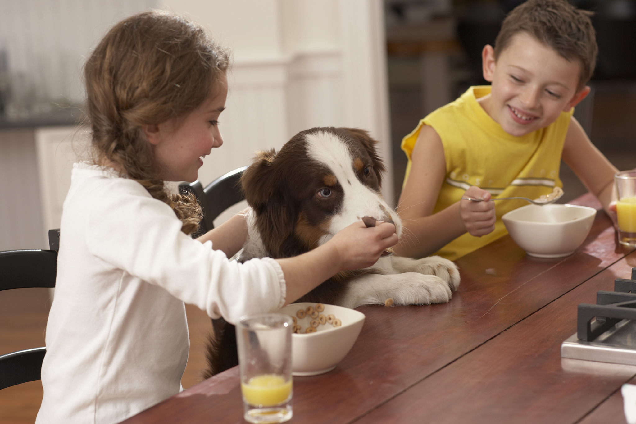 手喂养小狗：新手必备经验分享