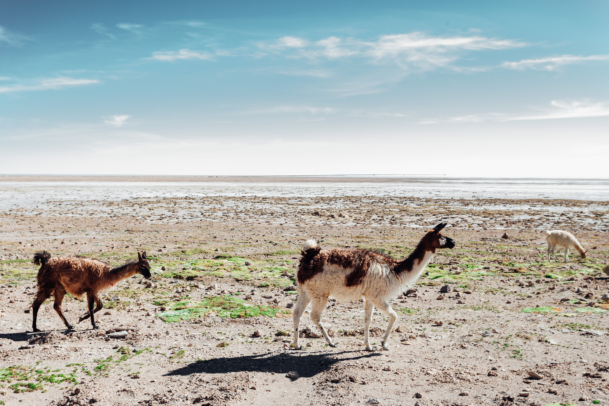 a herd of alpacas, laguna suches area, bolivia