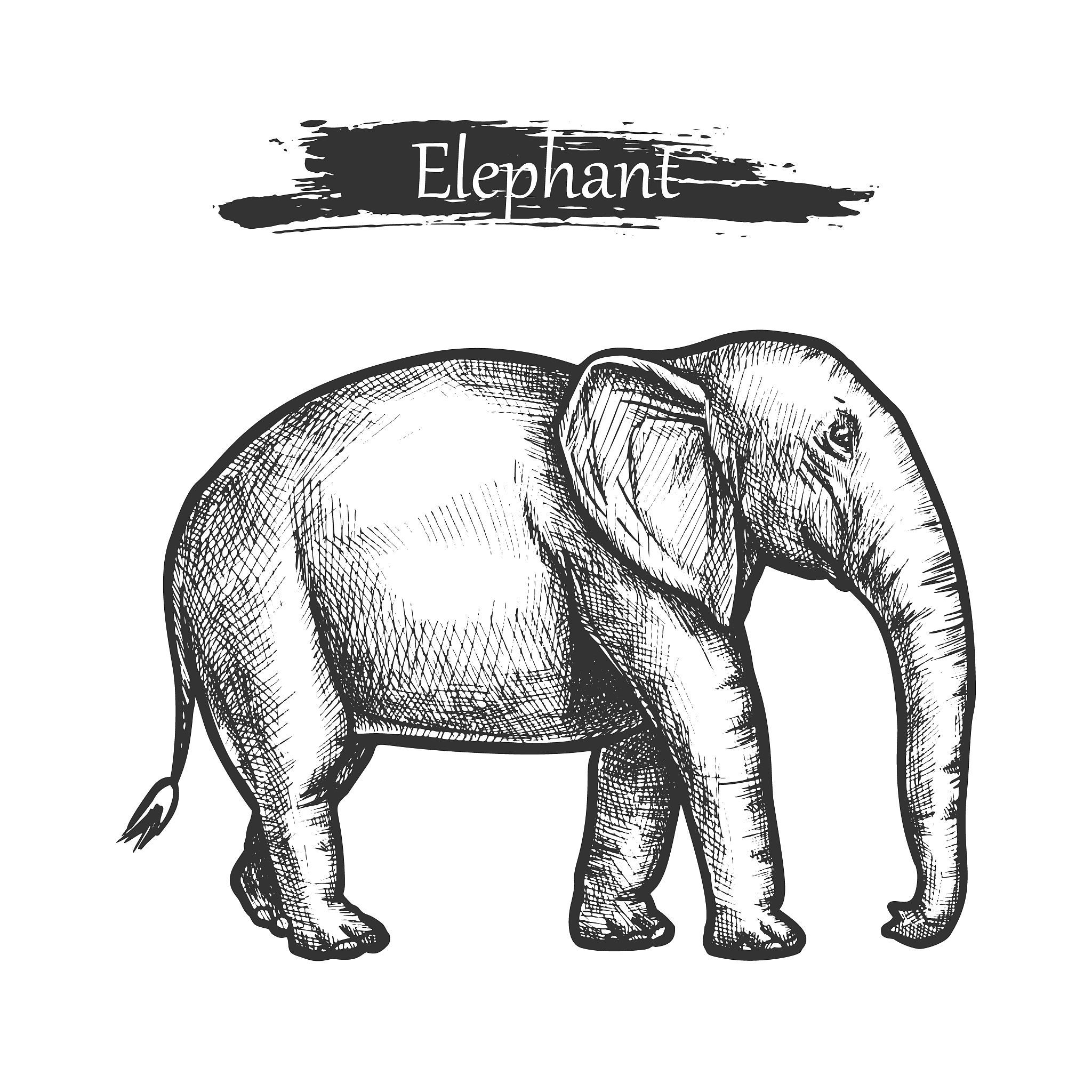My Favorite Animal: The Majestic Elephant (Not a Dog!)