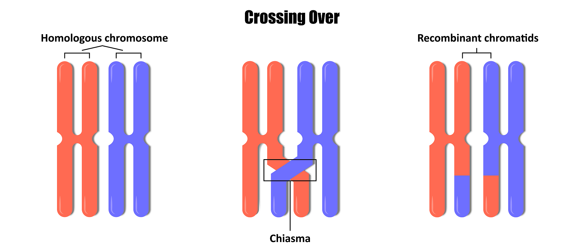 Reduced Row Echelon Form and Inverses of a Rank-r Matrix