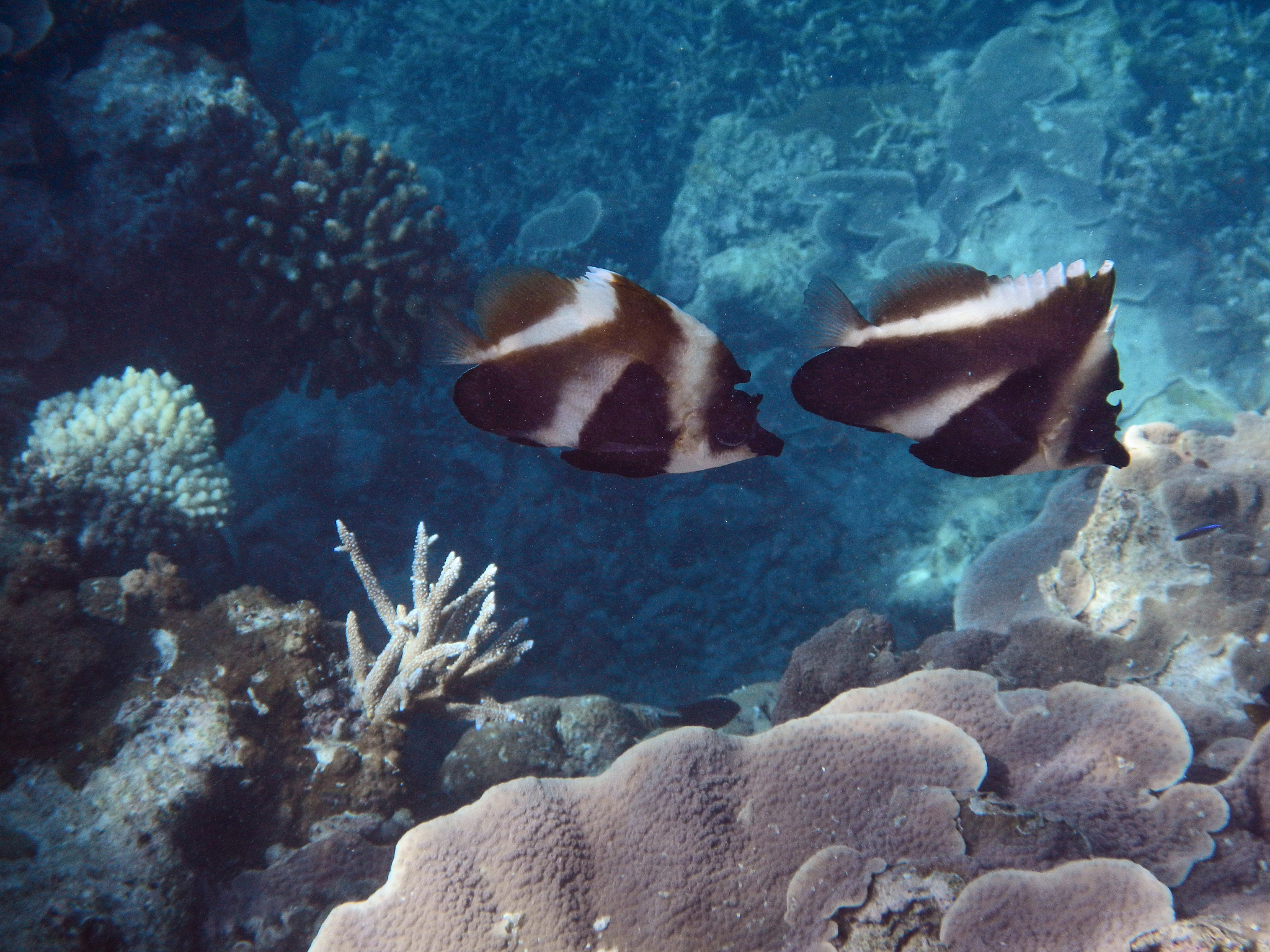 two heniochus pleurotaenia (phantom bannerfish)