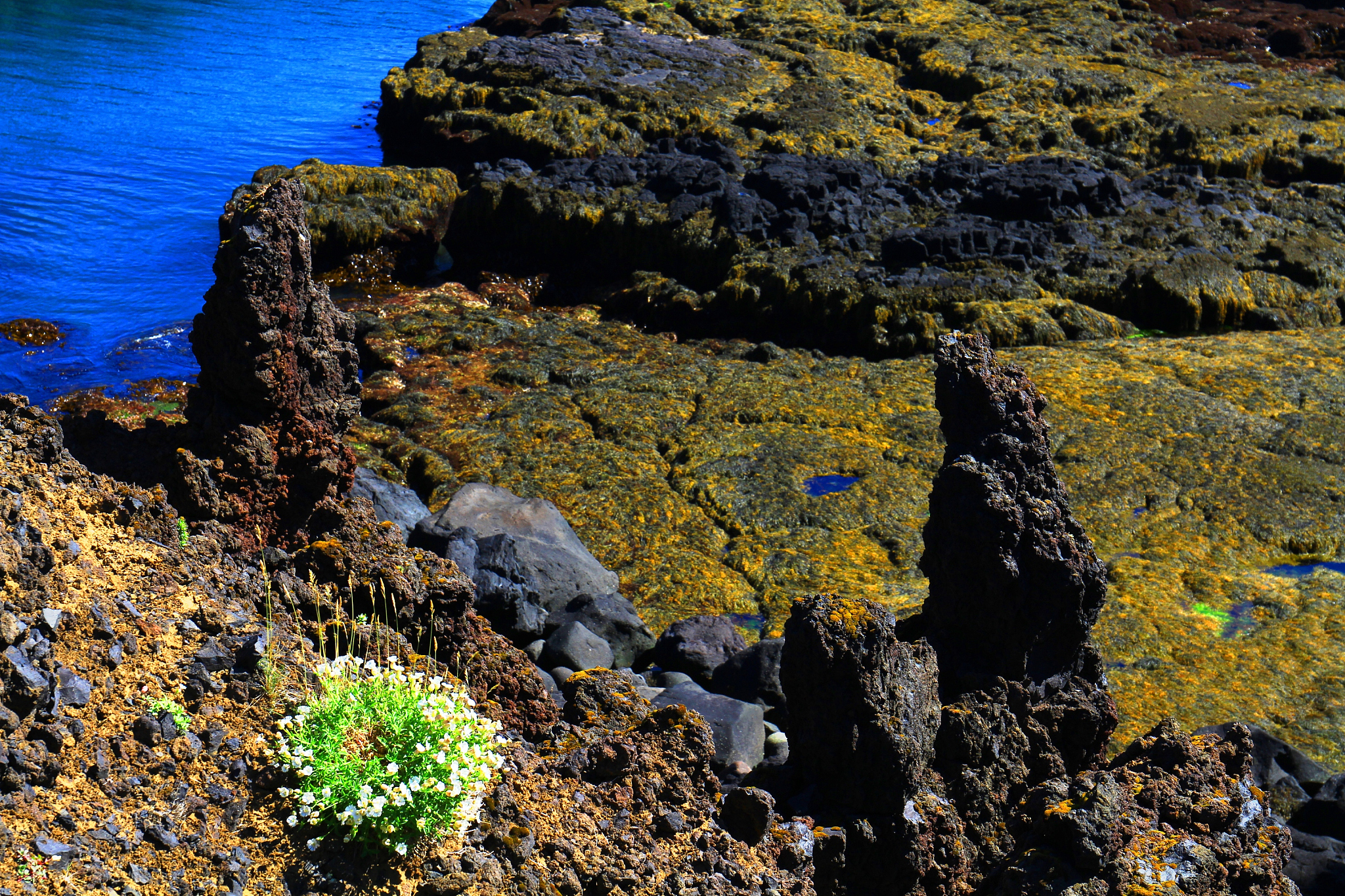 宠物猫上存在的引发人过敏的蛋白质主要包括以下5种：