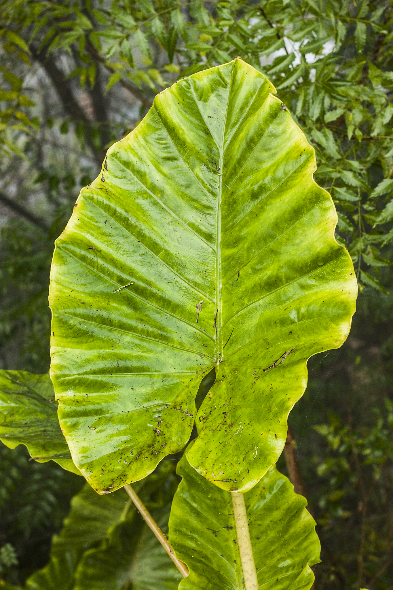 leaf wire