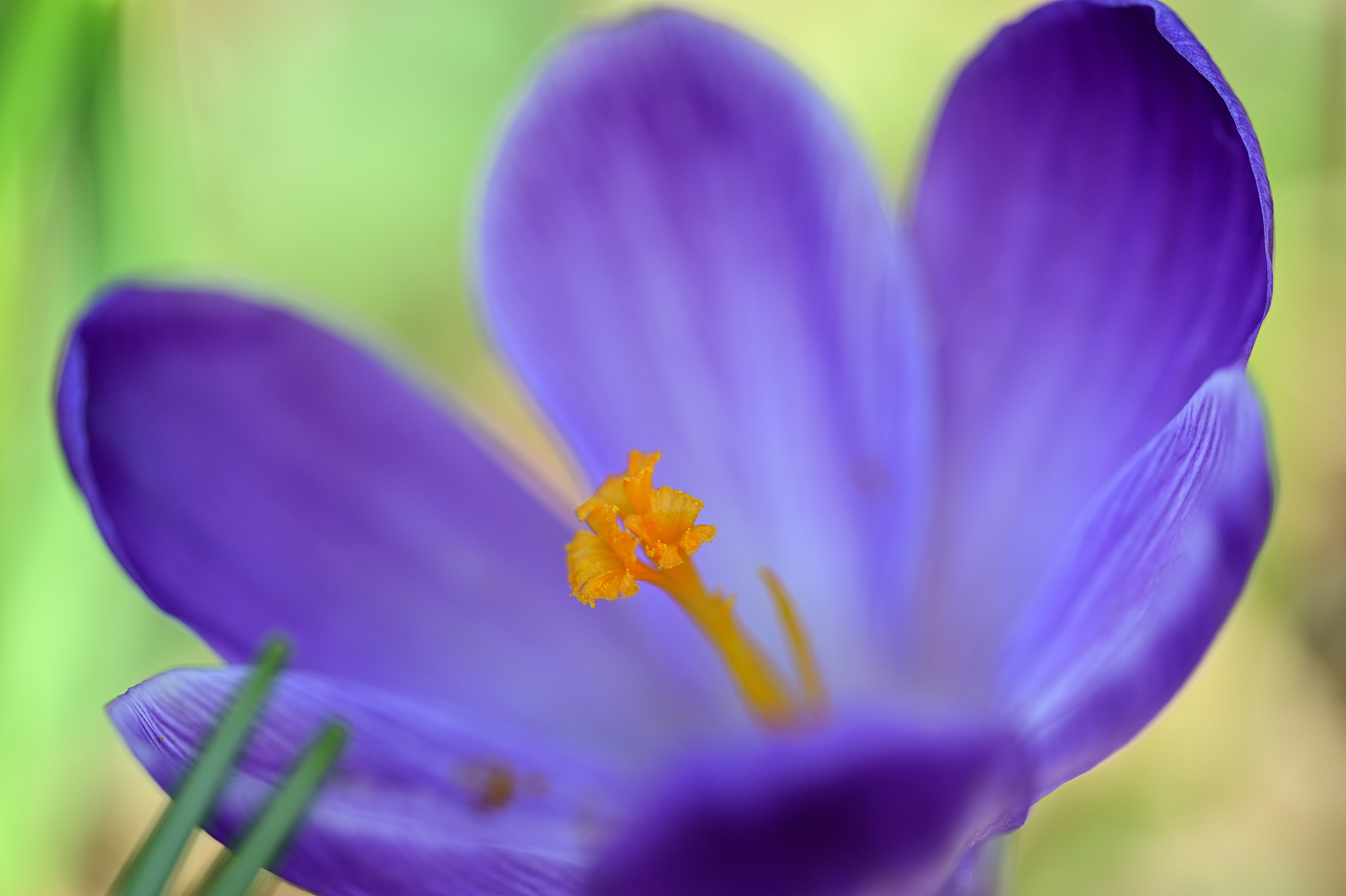 krokusblüte