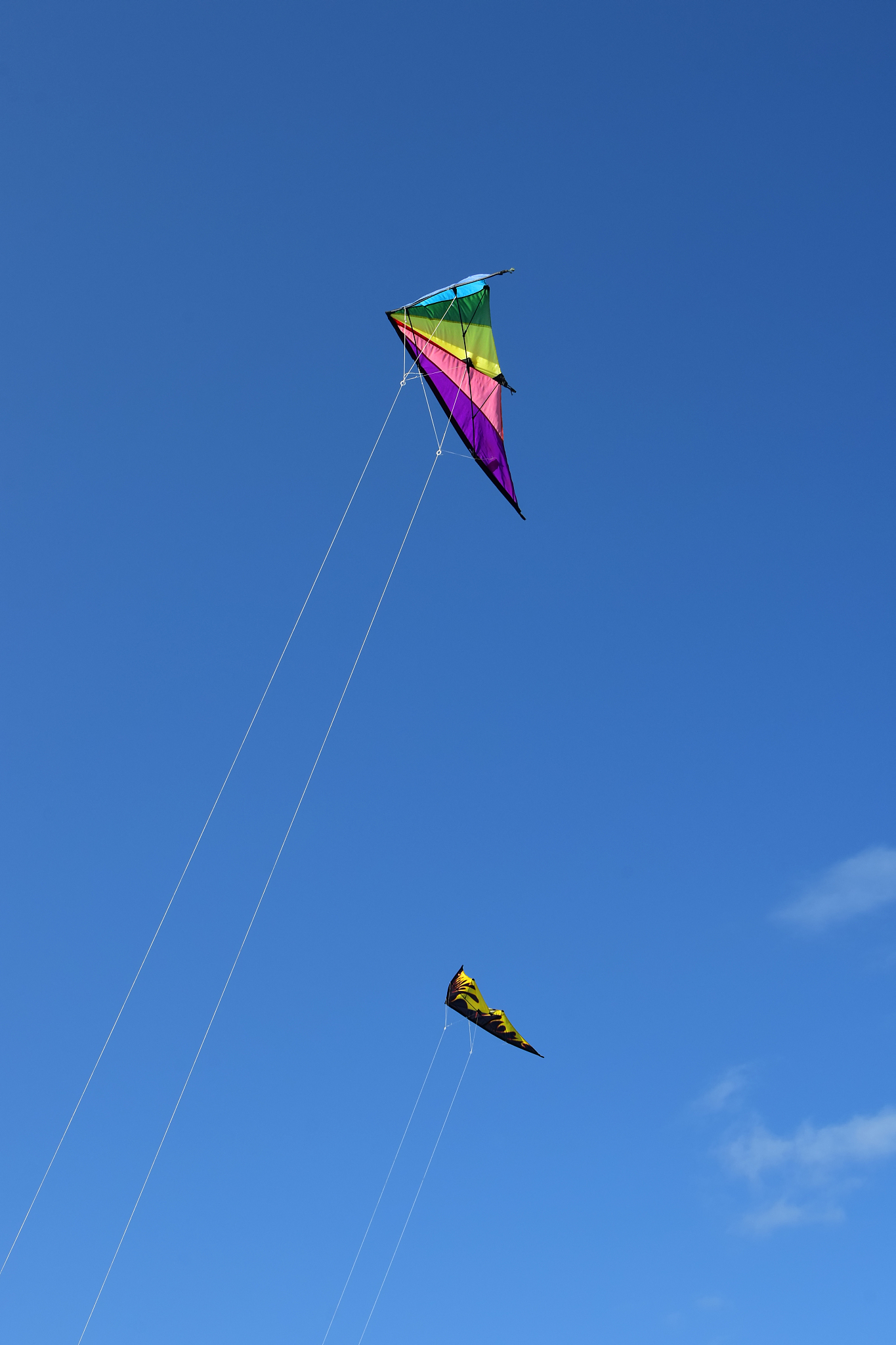 kites in the sky