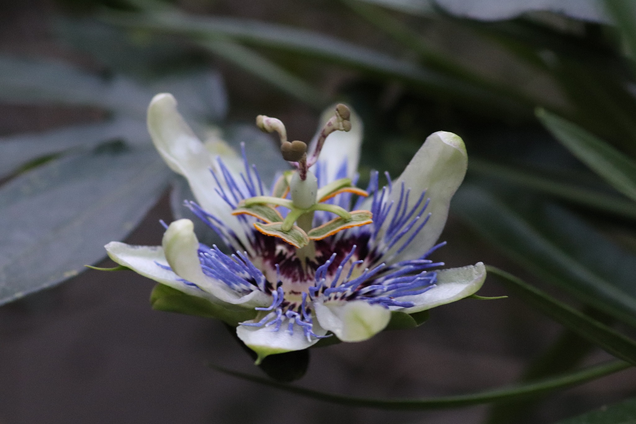 passion vine