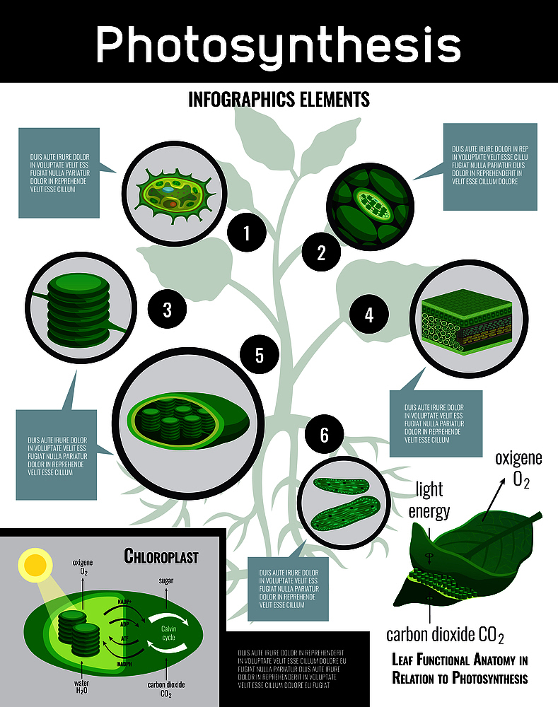 SOIL & TILLAGE RESEARCH期刊投稿指南：接受稿件类型详解