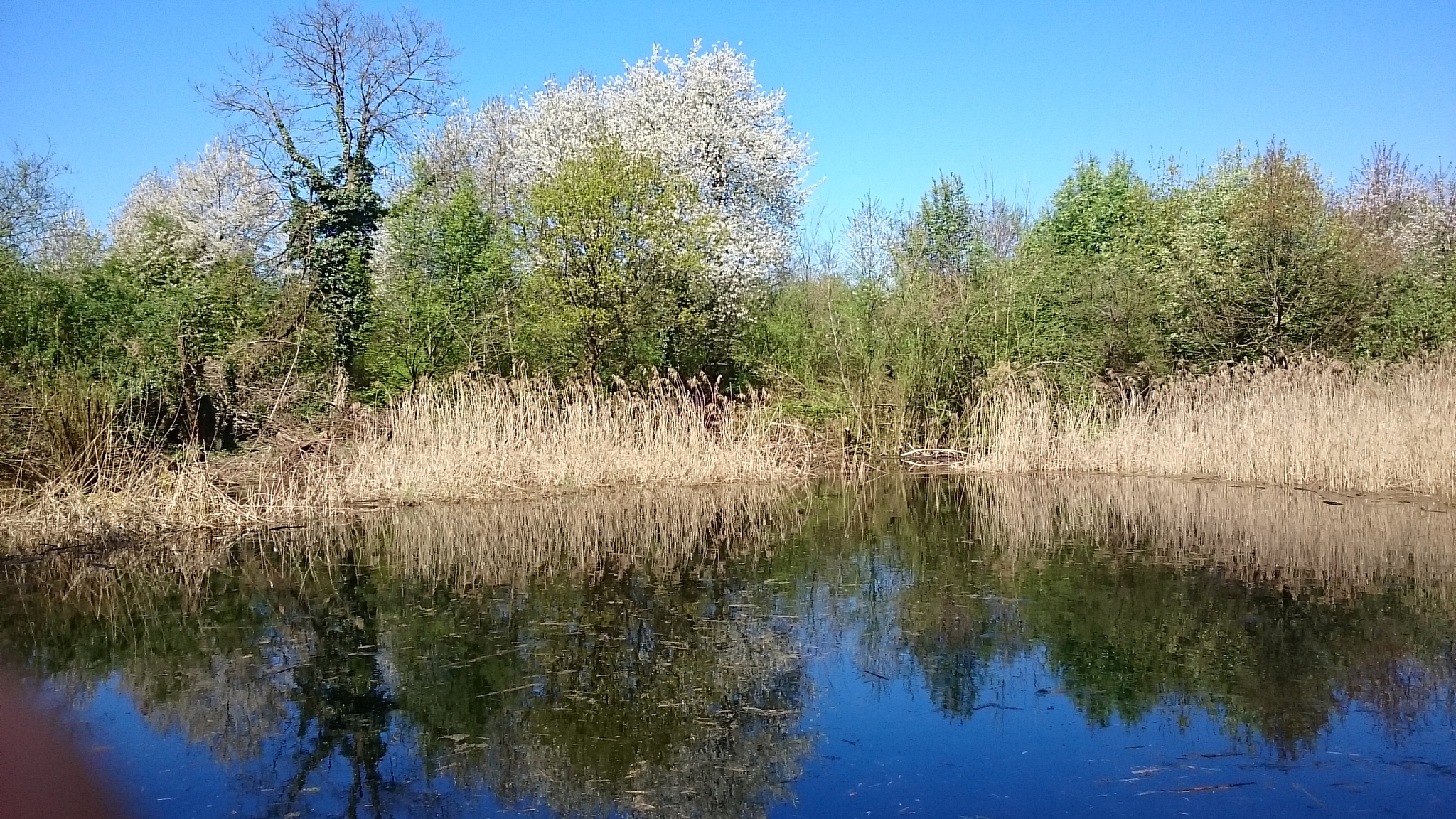 spring pics nature forest
