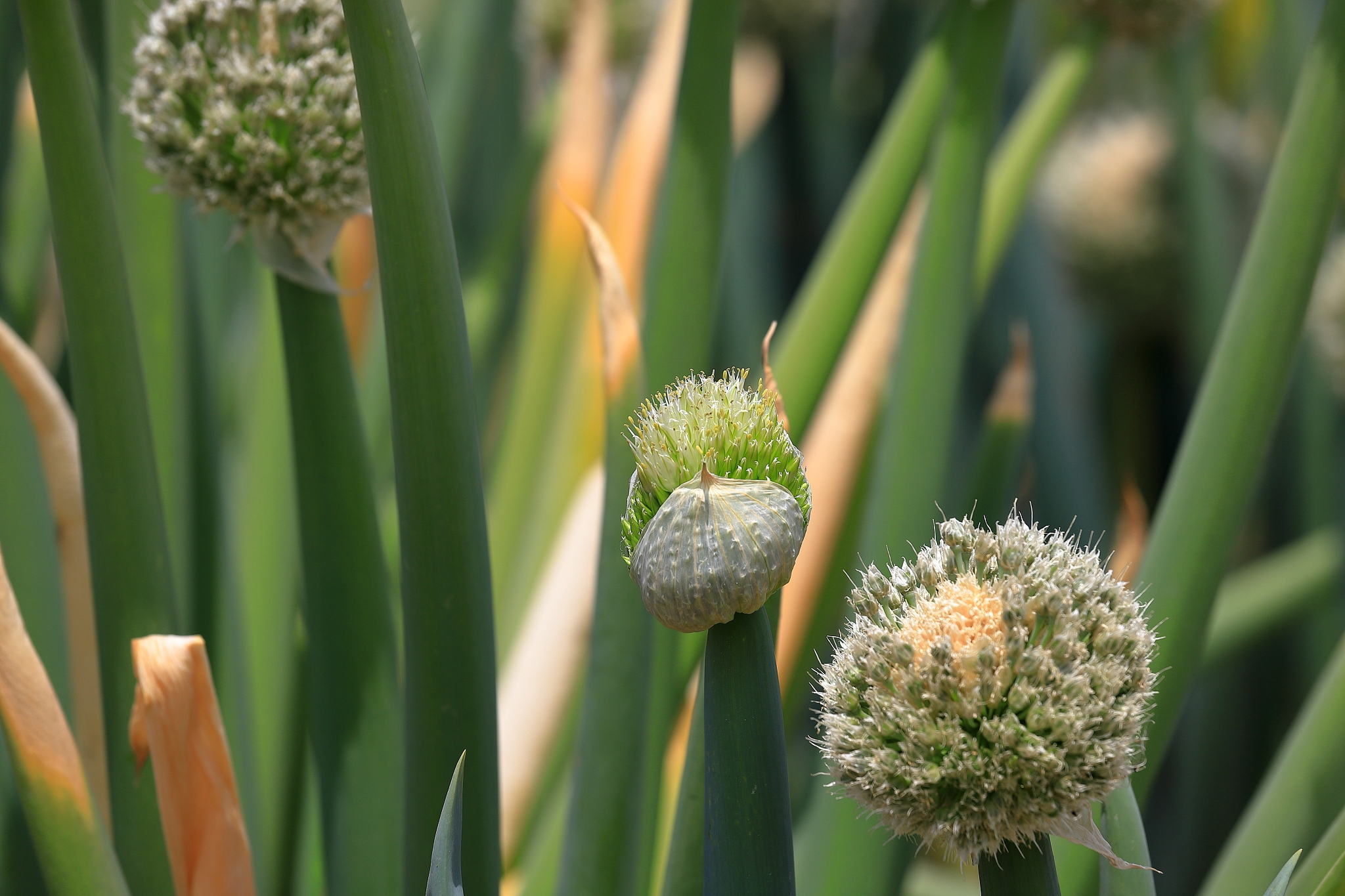 onion