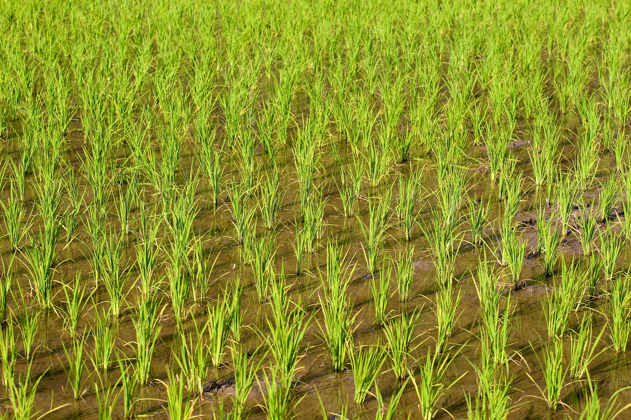 小麦生产中病虫害综合防治技术研究综述