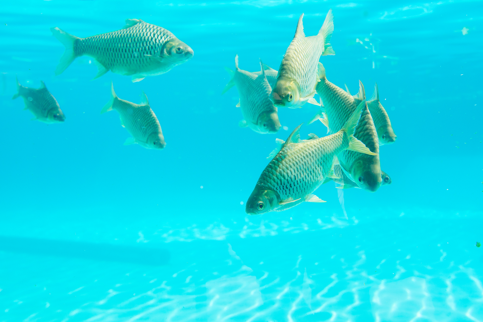 鱼我所欲也中心论点句是哪句