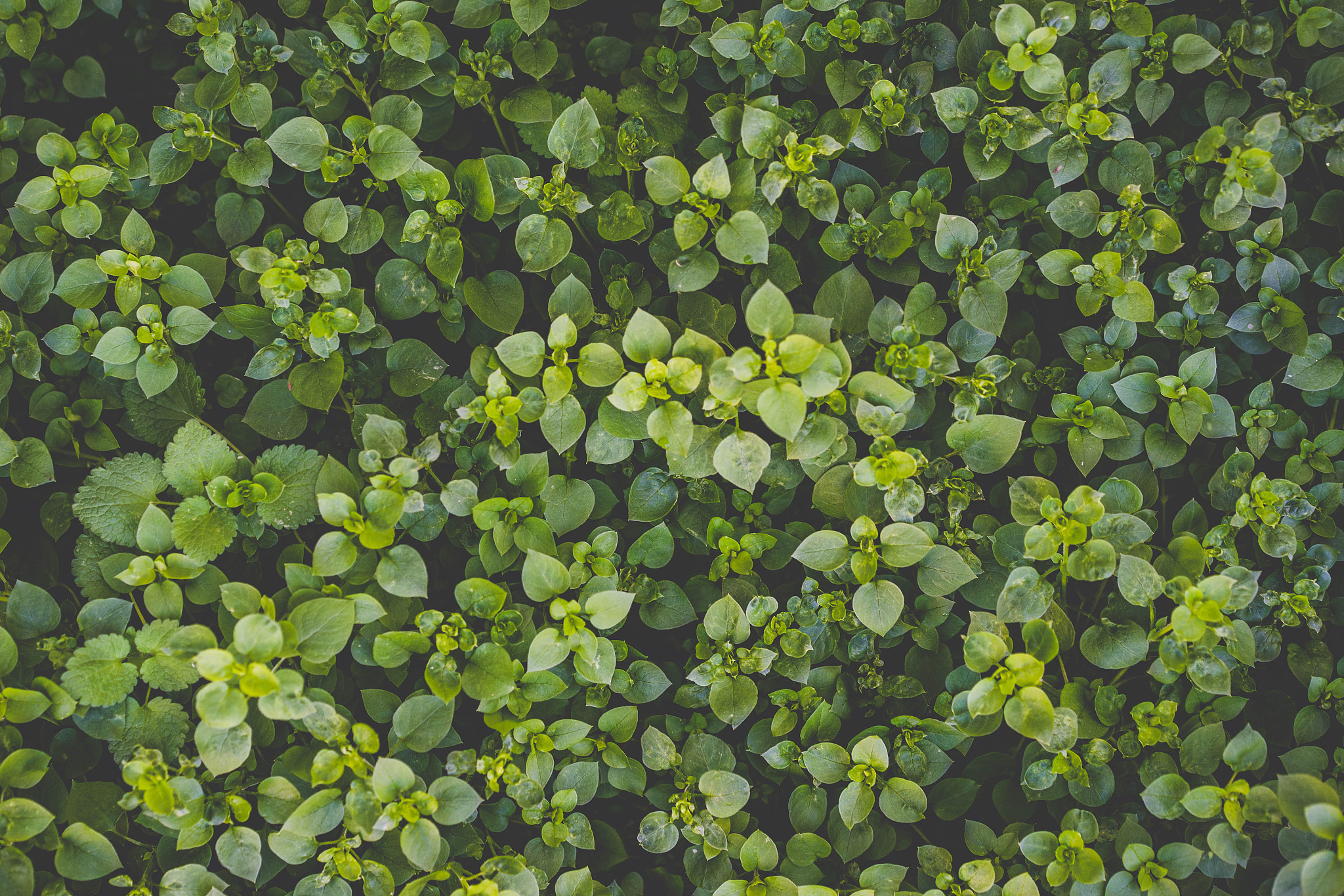 《不解藏踪迹浮萍一道开》：探索与求知的童话故事