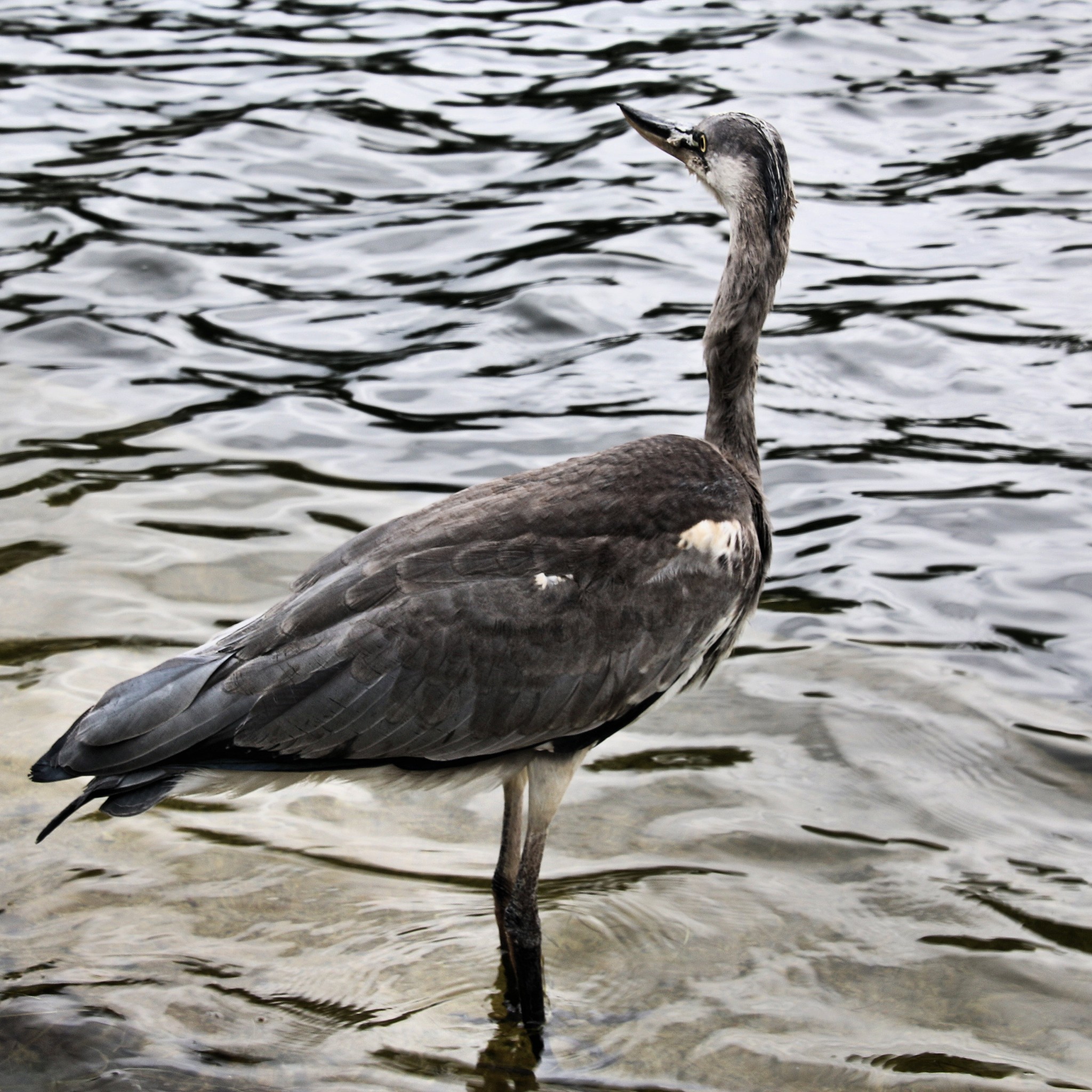 a picture of an adult heron in london