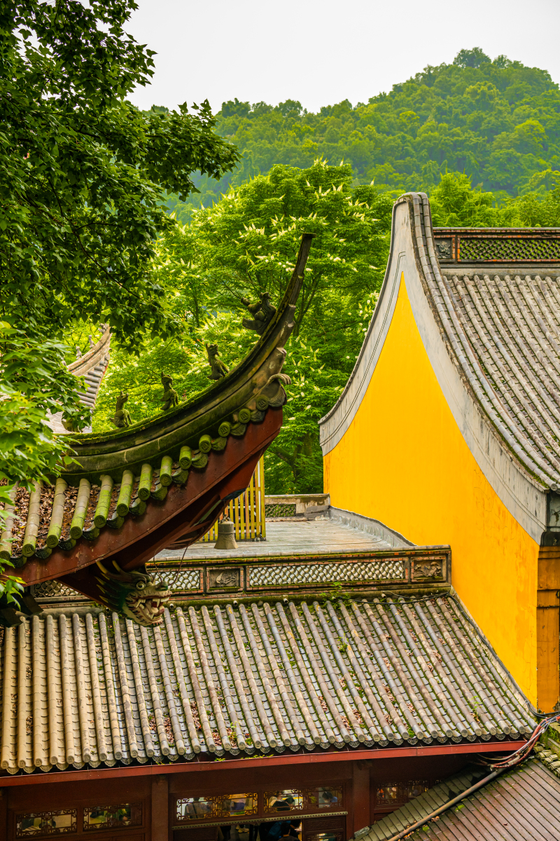 今早去龙华寺祈福,刚走到半山腰就被一只狸花猫拦住了去路.