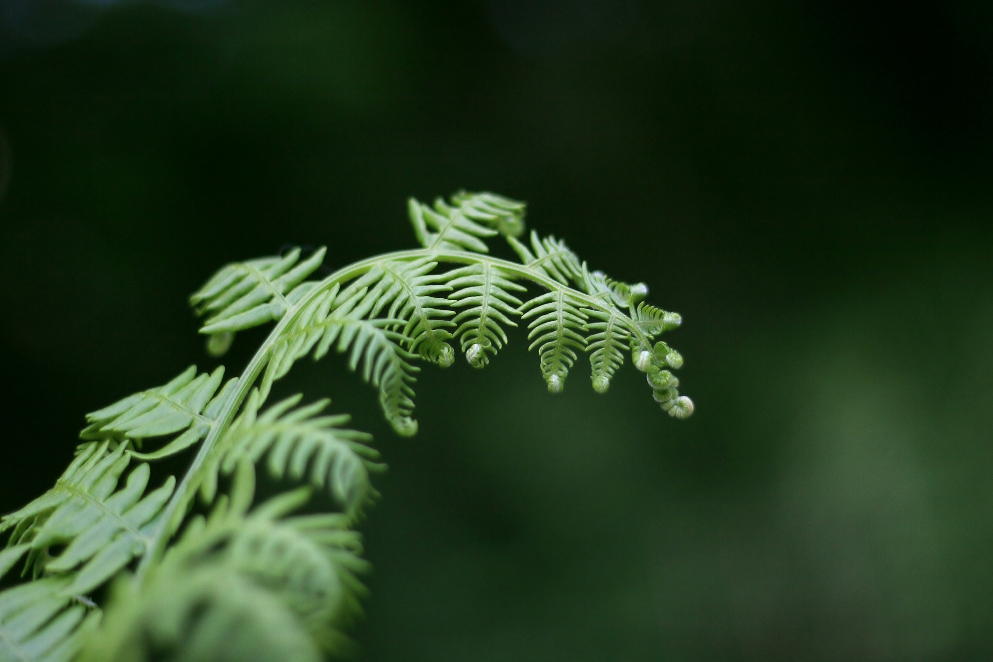 fern leaf