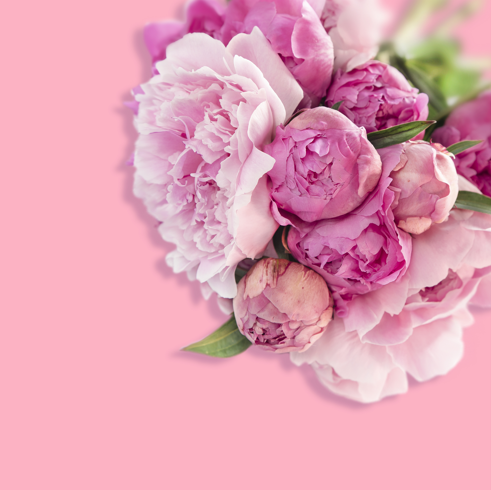 怎么赞美一束美丽的粉红色花朵