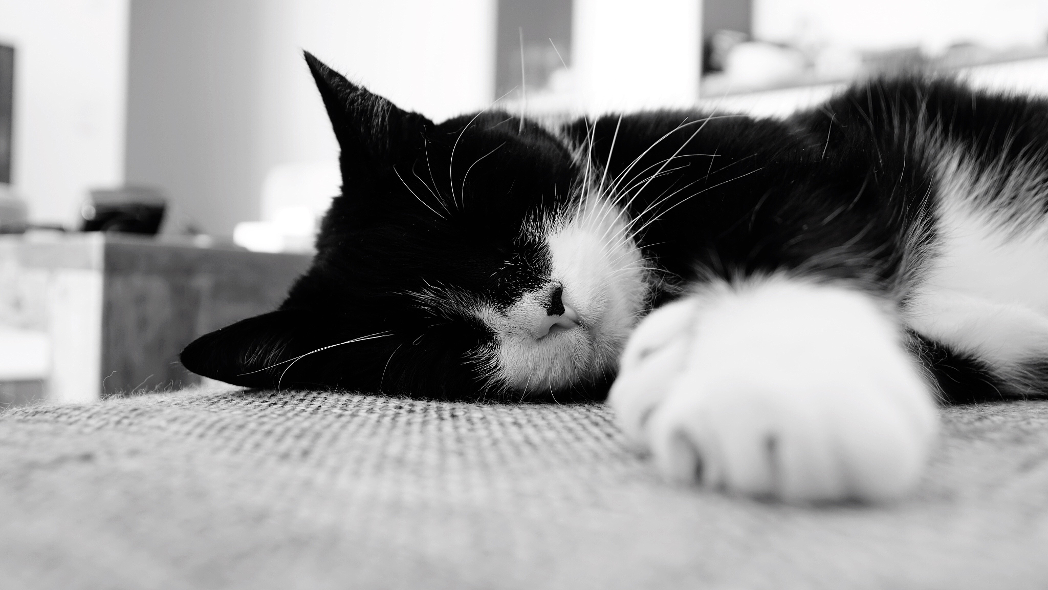 close-up of cat
