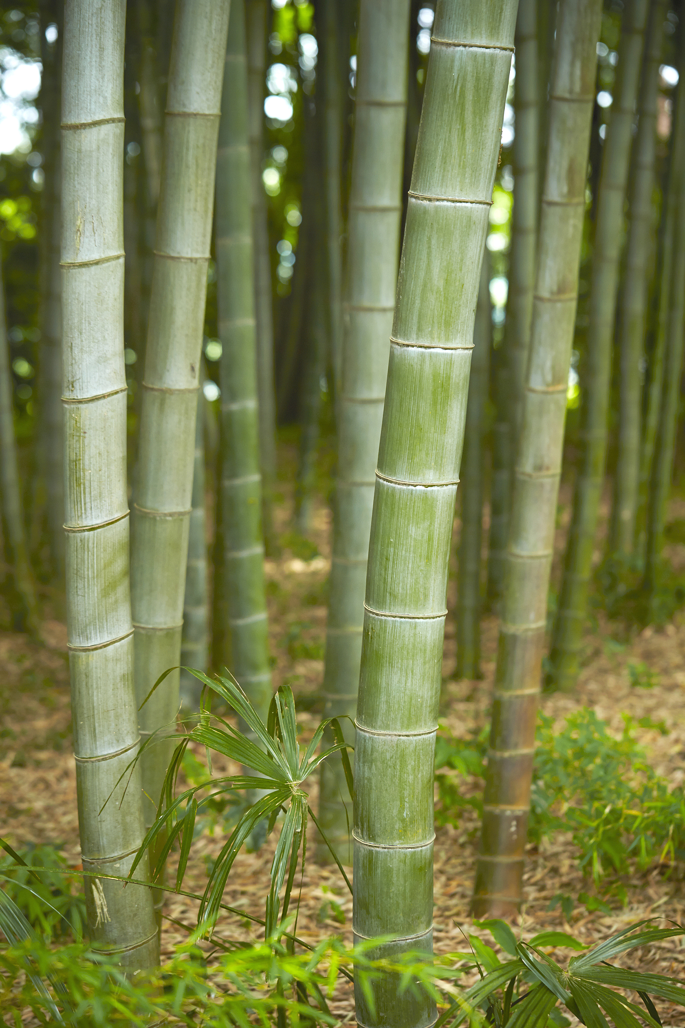bamboo forest