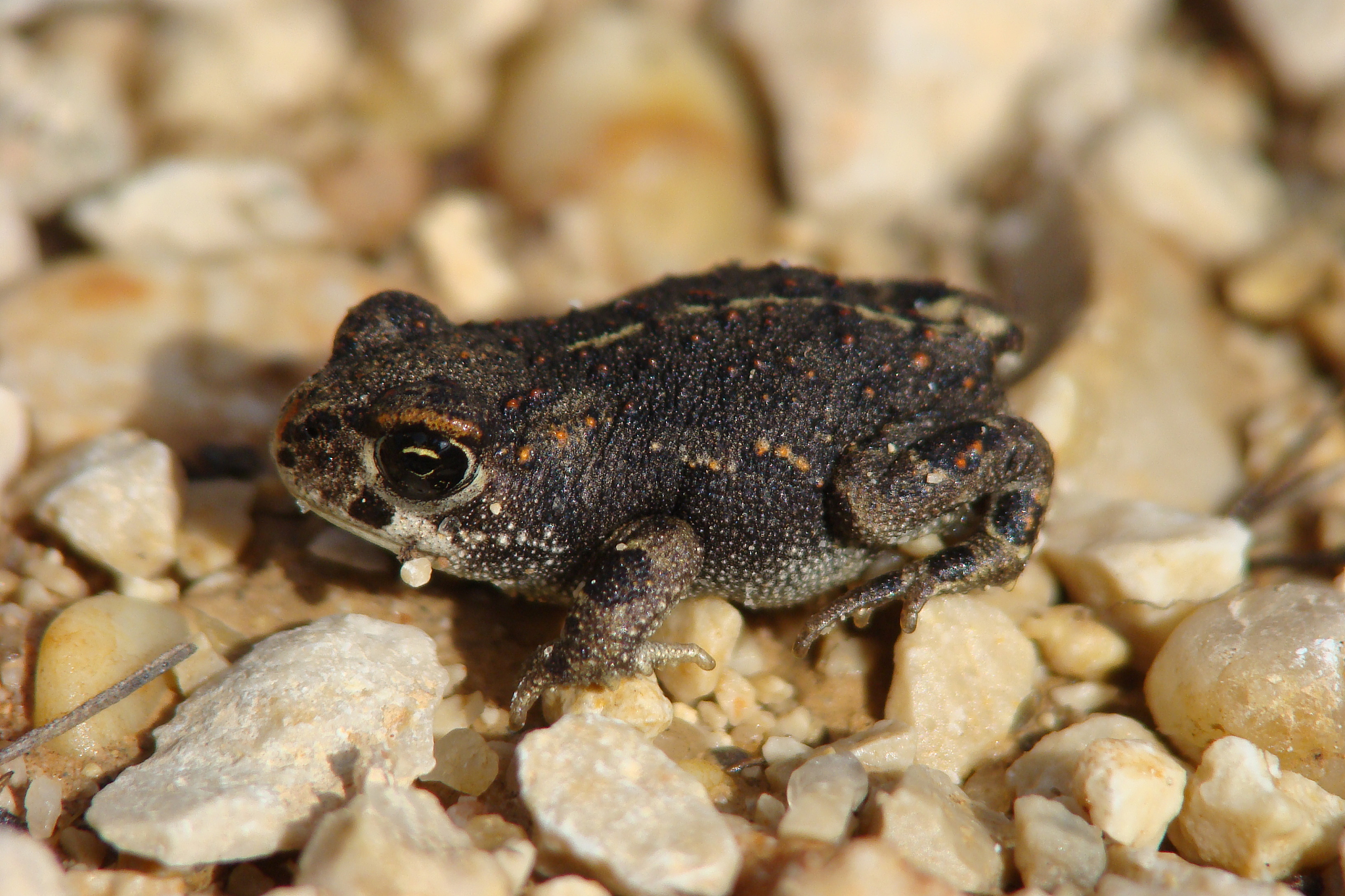 为我介绍非洲爪蟾