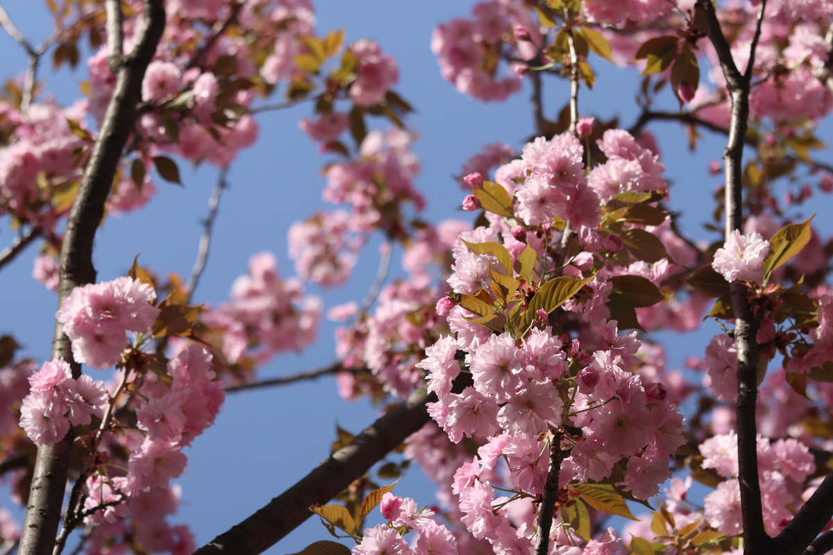 任意植物100字左右
