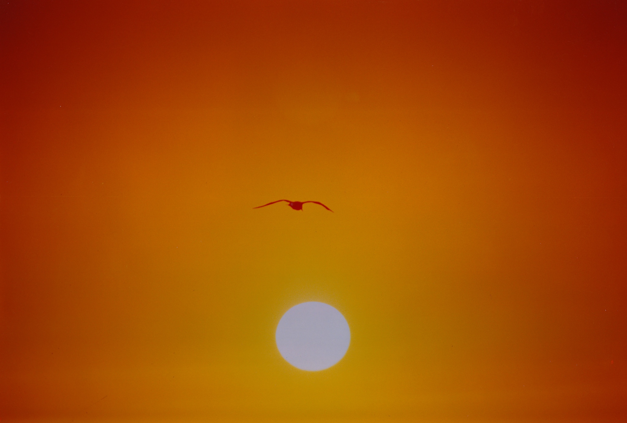 sunset bird