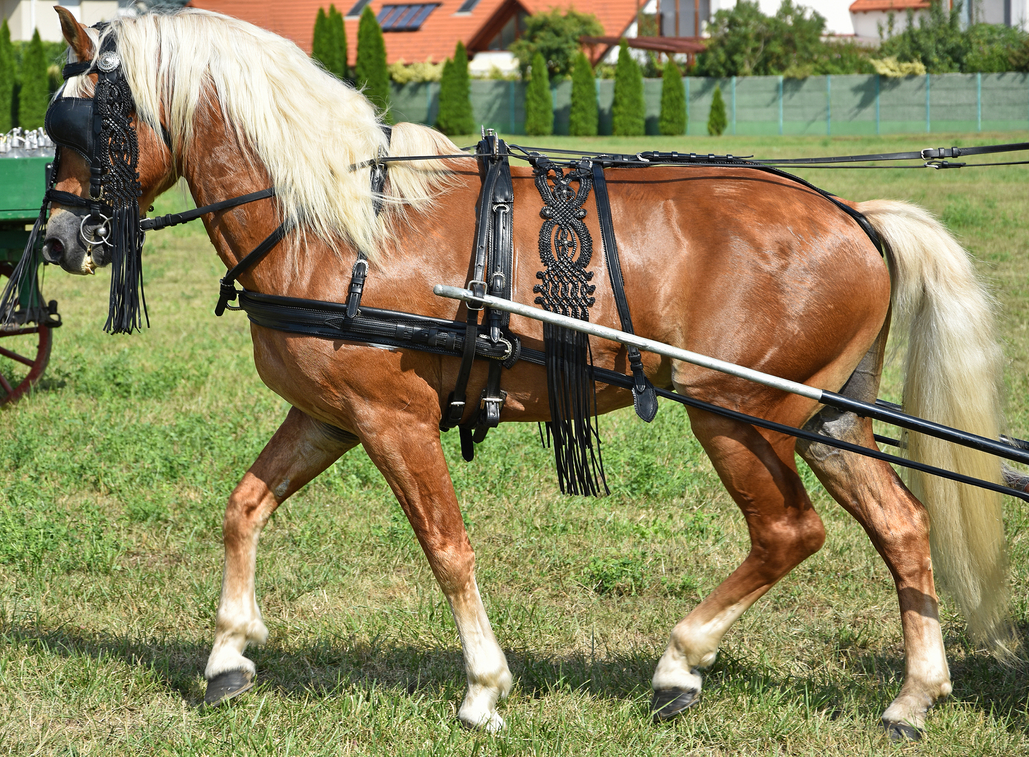 young horse