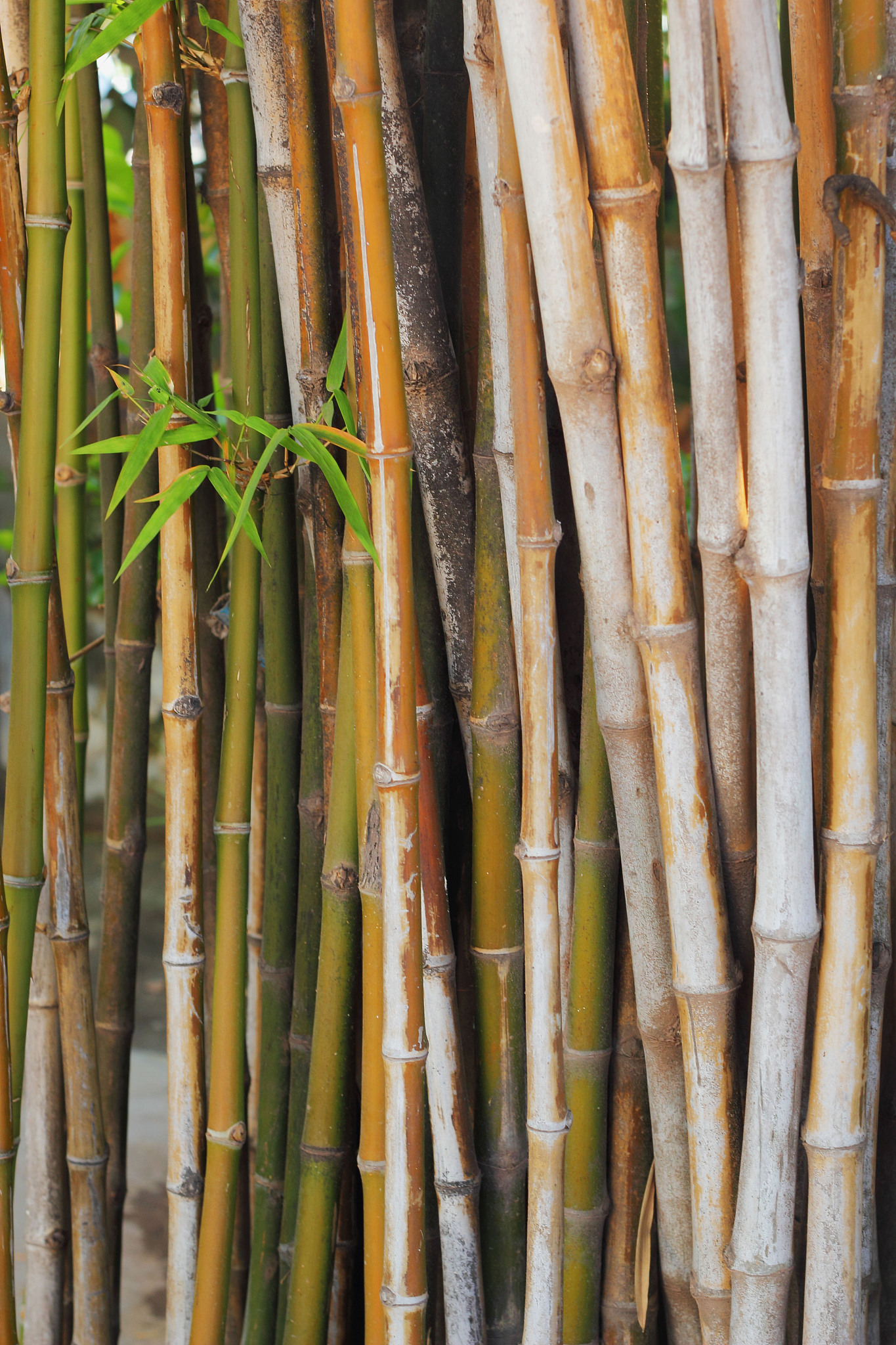 bamboo.