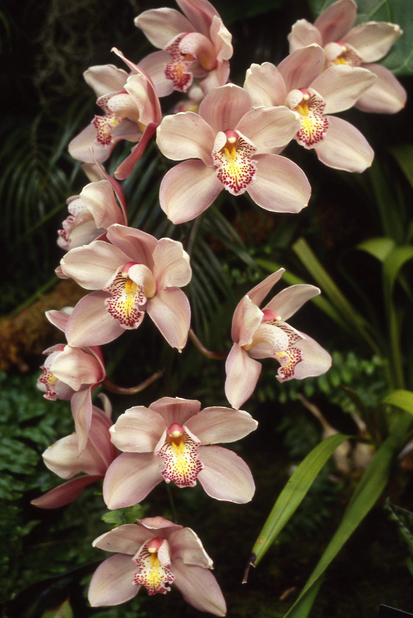 orchids