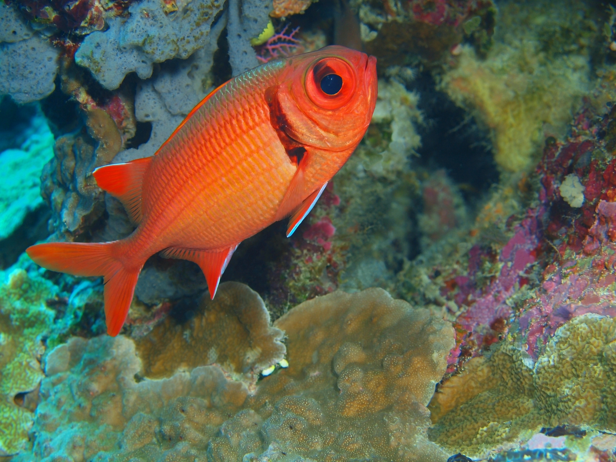 重庆开州巨龙中等职业技术学校特种动物养殖专业课程介绍：学习内容及发展前景