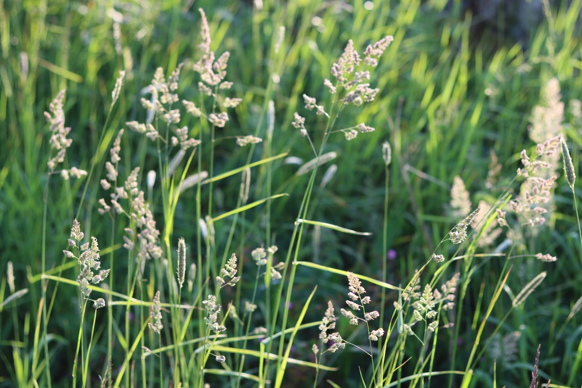 リナリア的花语是什么