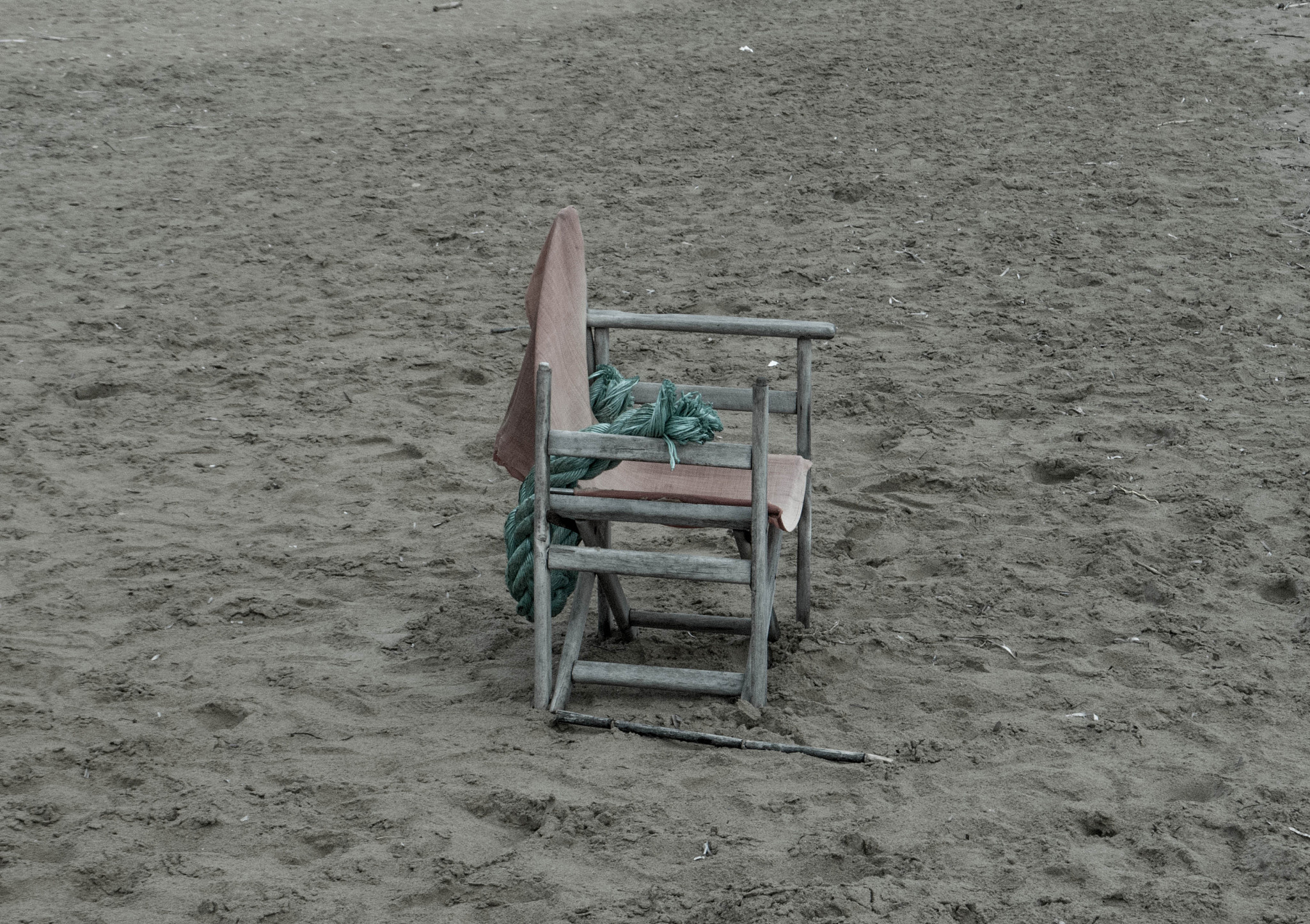 Phanerochaete: Wood-Rotting Fungi with Unique Properties