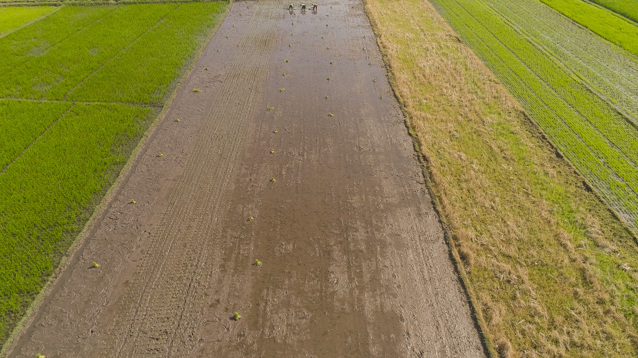 Record-Breaking Rice Yields in Sichuan Surpass Yuan Longping's Goal: Super Hybrid Rice and Saline-Alkaline Resistant Varieties Shine