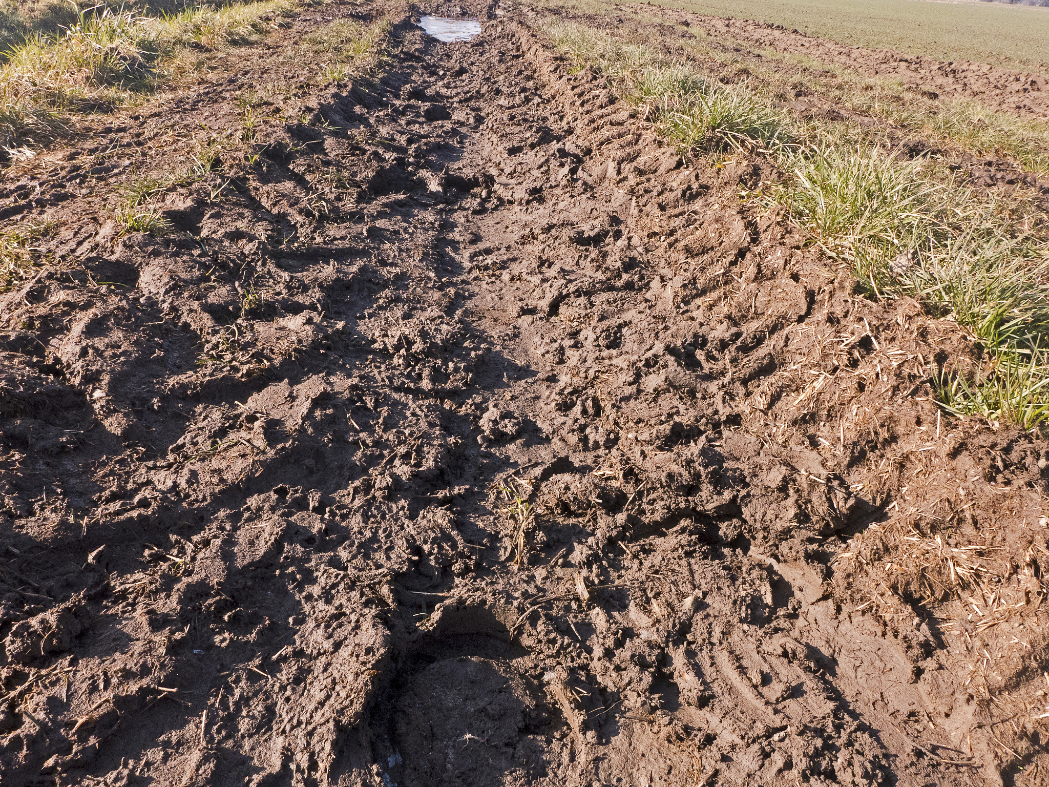 盐碱胁迫下作物栽培技术研究：应对土壤盐碱化的科学策略