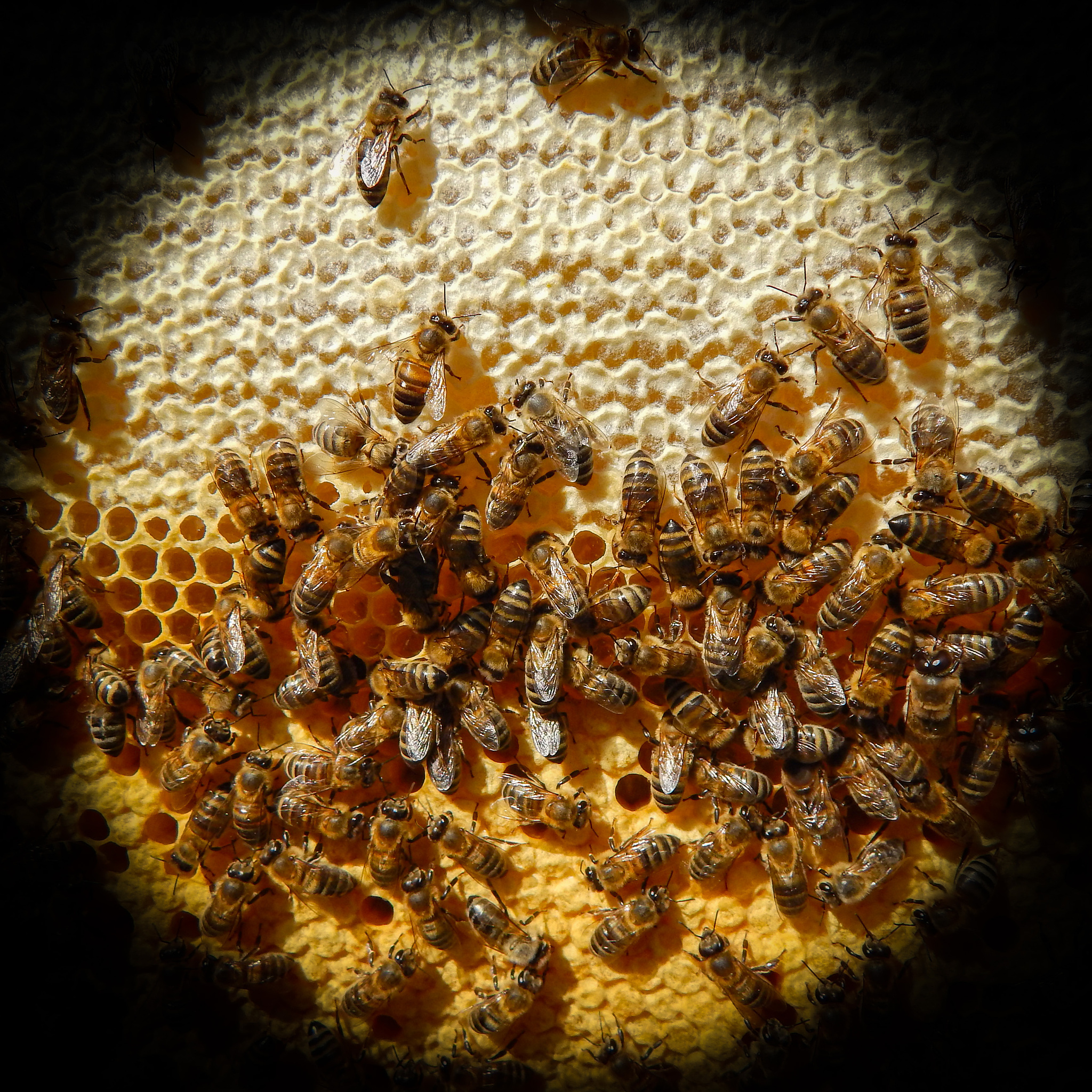 蜜蜂花粉发酵方法：提高产蜜量和蜂群健康