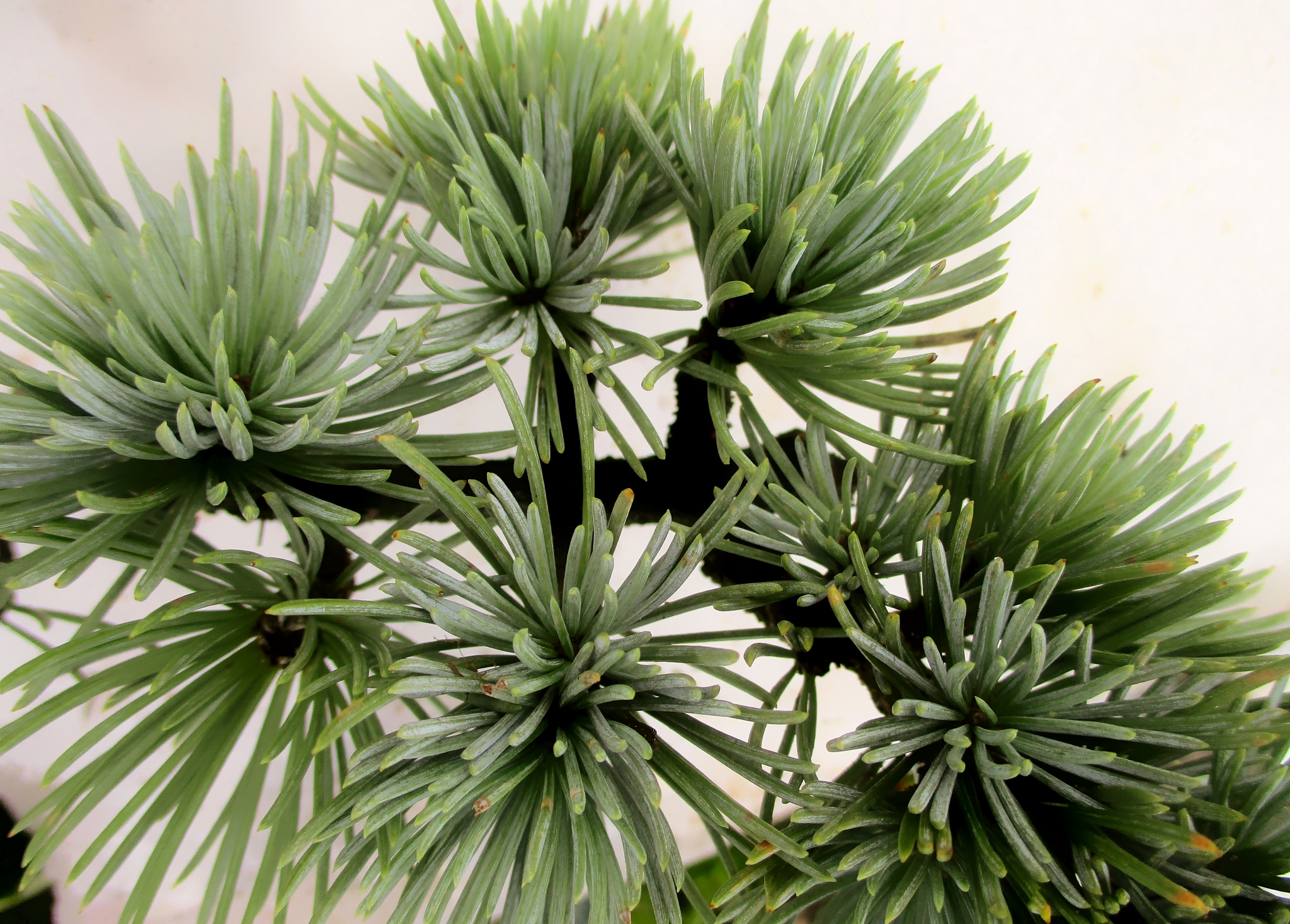 cedar needles