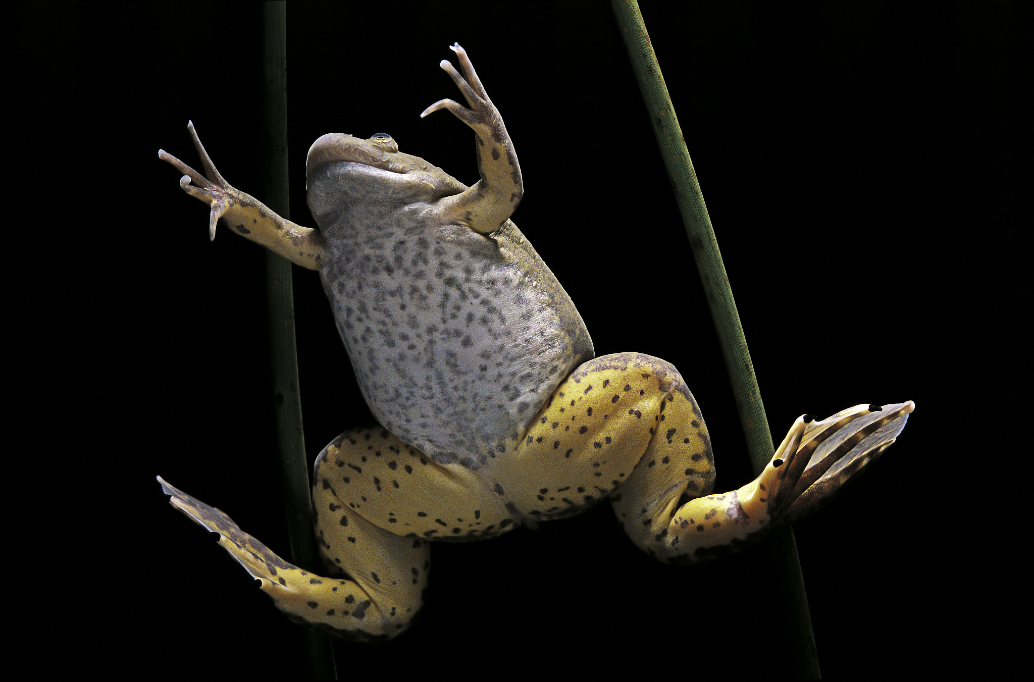 非洲爪蟾作为模式生物的未来发展方向是什么