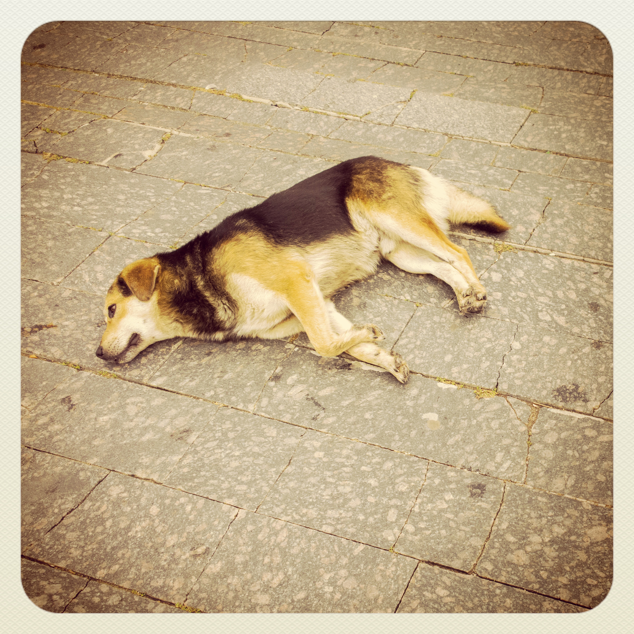 雨后遇见流浪小狗：关于信任与关爱的思考