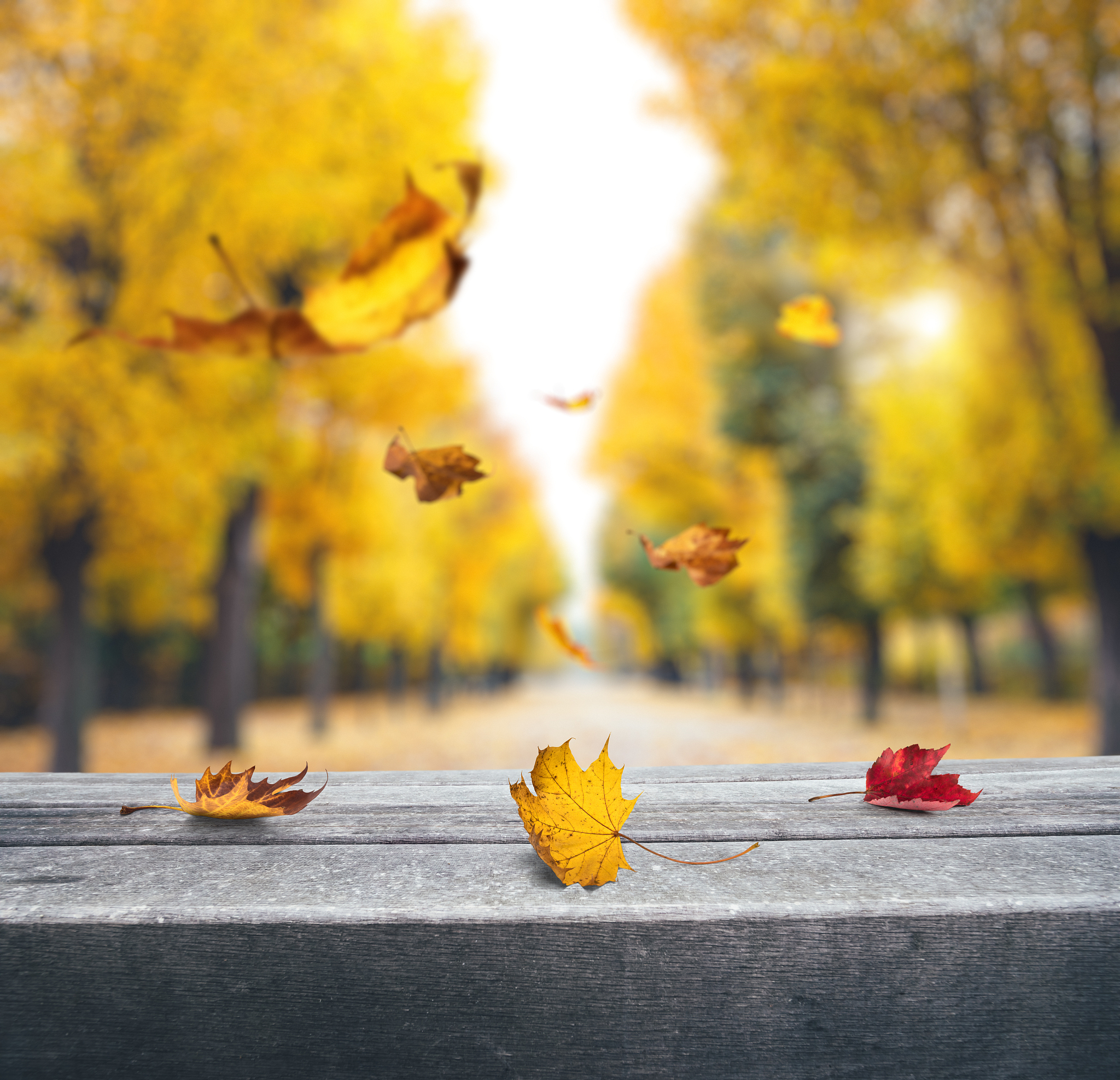 秋风萧瑟，思念永恒 - 诗歌解析