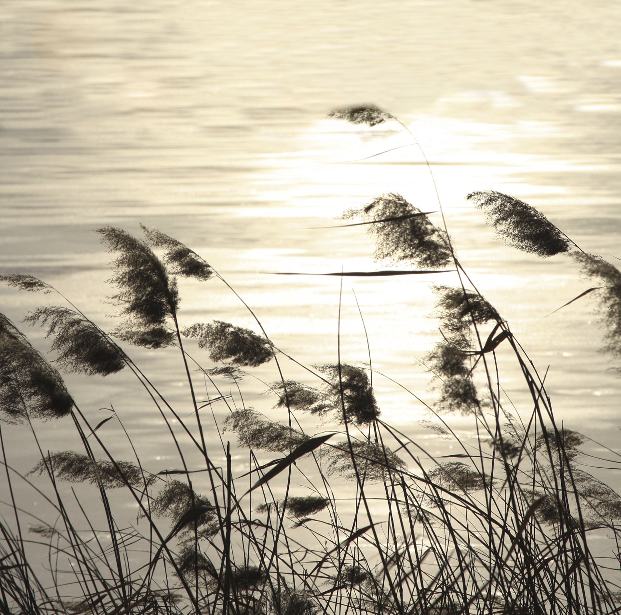蒹葭苍苍，曲无悲怆：秋水长天，一曲离别的哀婉