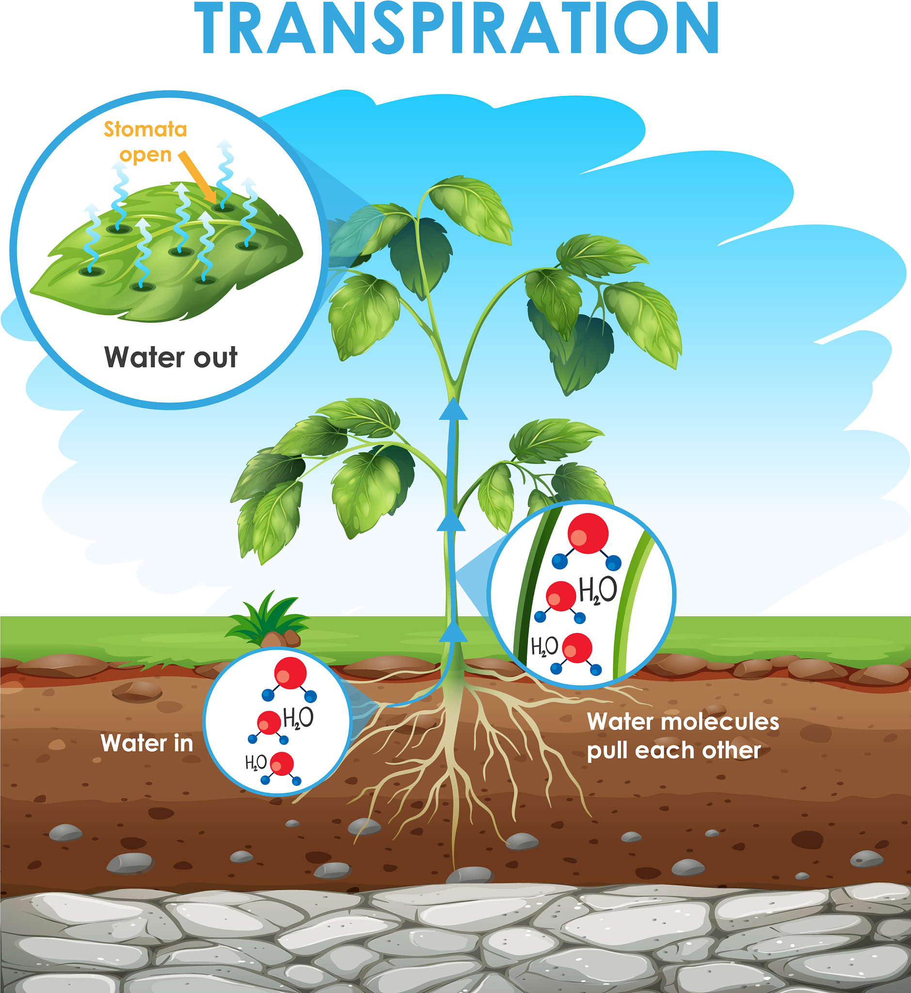 Optimizing Planting Density for High-Yielding Maize Systems: A Review of Methods and Approaches