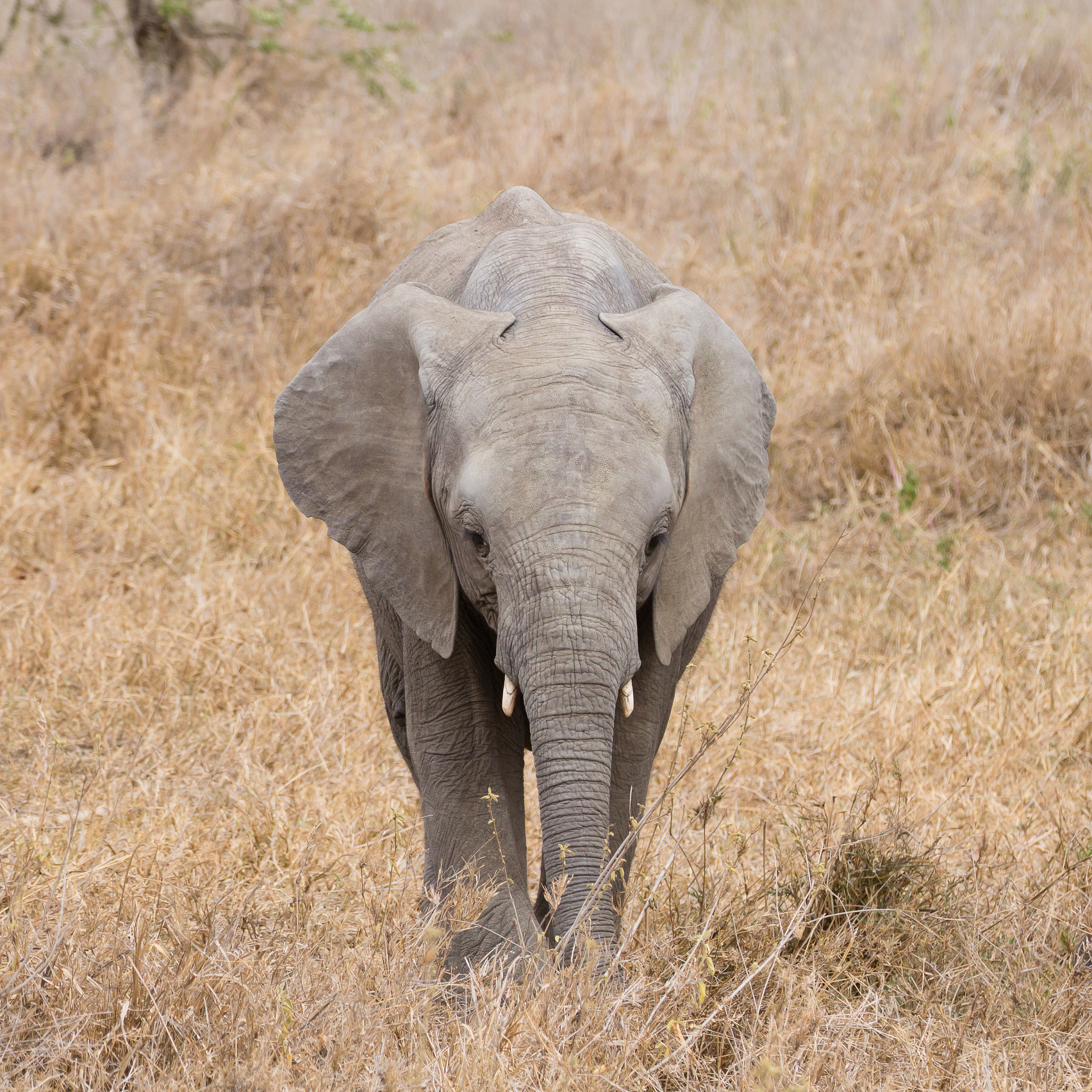 herd of elephants from serengeti national park, tanzania, africa