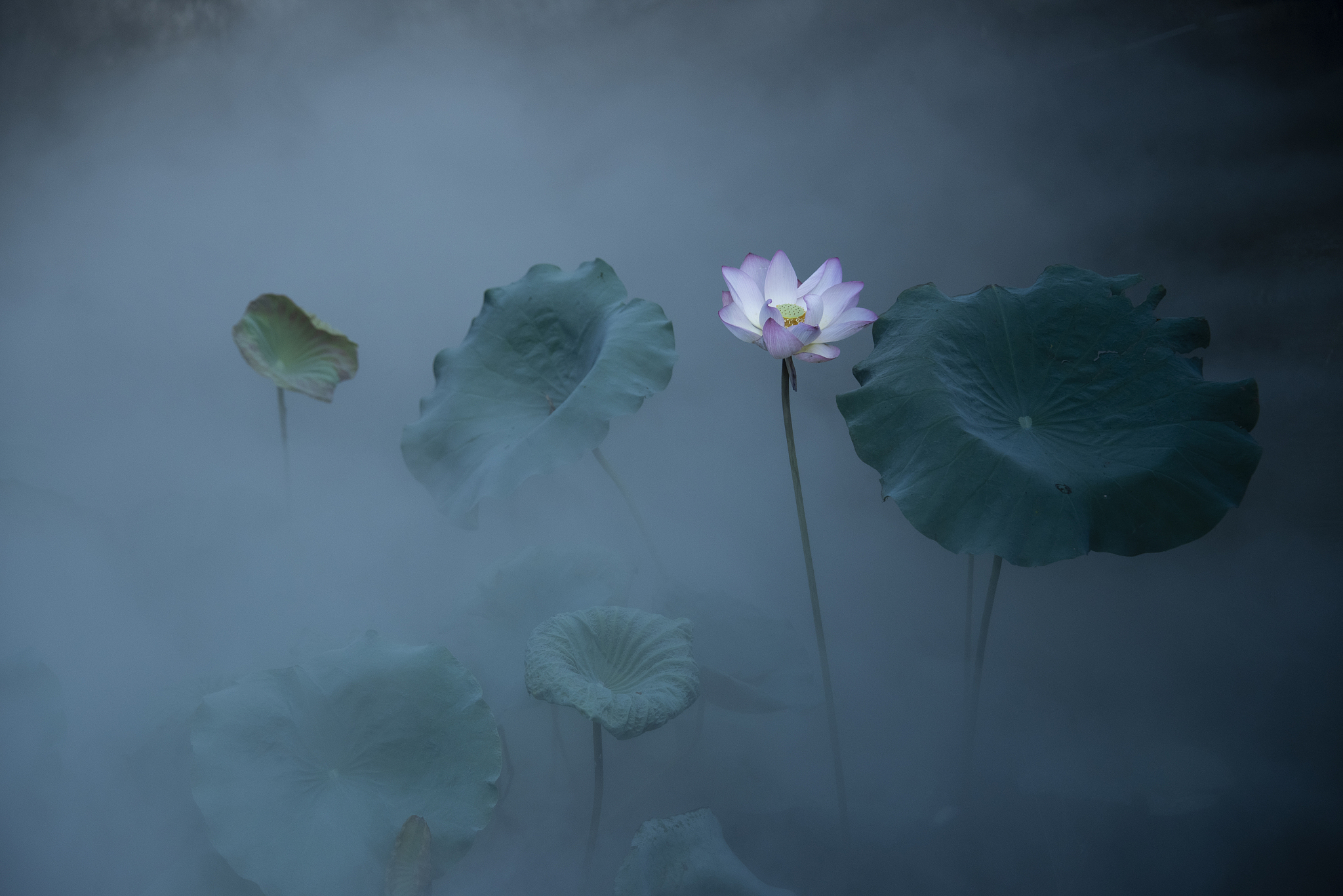 思念雨荷两句藏头诗，表达深切情意