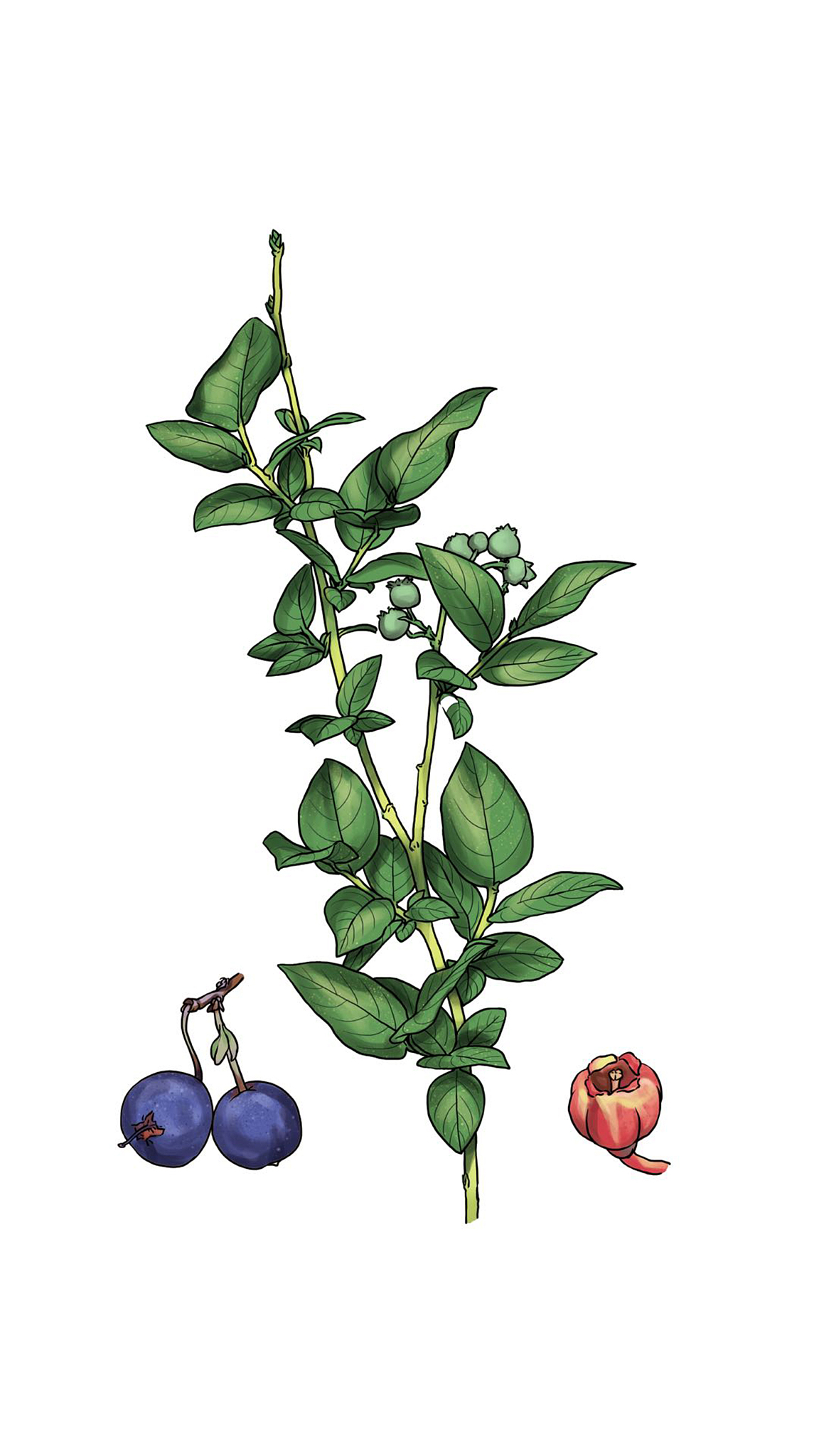 双子叶植物种类大全：常见植物分类及特点